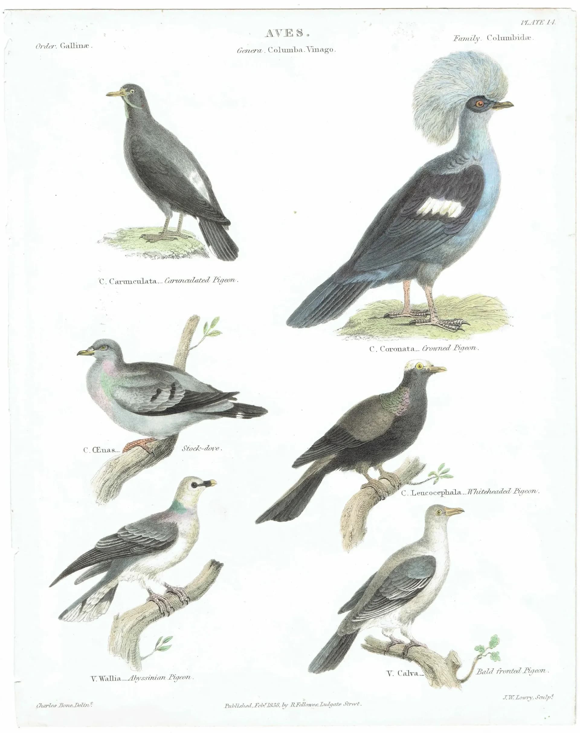 1838 Aves Antique Pigeon Print - Carunculated, Crowned, Stock-dove, Whiteheaded, Abyssinian, Bald-fronted - 10.5 x 8.25 in