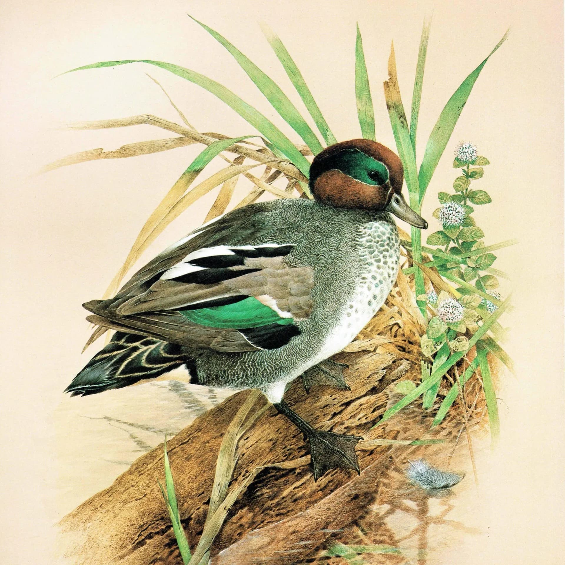 1981 Cock Teal - Maurice Pledger Game Birds - Original Vintage Educational Wildlife Art Print - 11.5 x 16.5 in