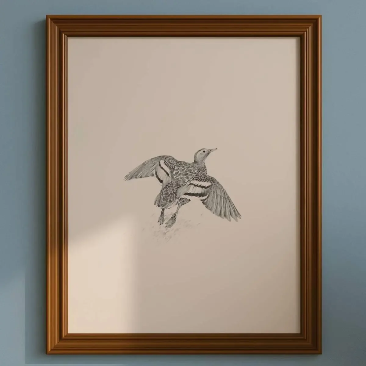 1981 Duck in Flight Game Birds Print - Maurice Pledger - Vintage Wildlife Art - Ornithology - 11.5 x 16.5 in