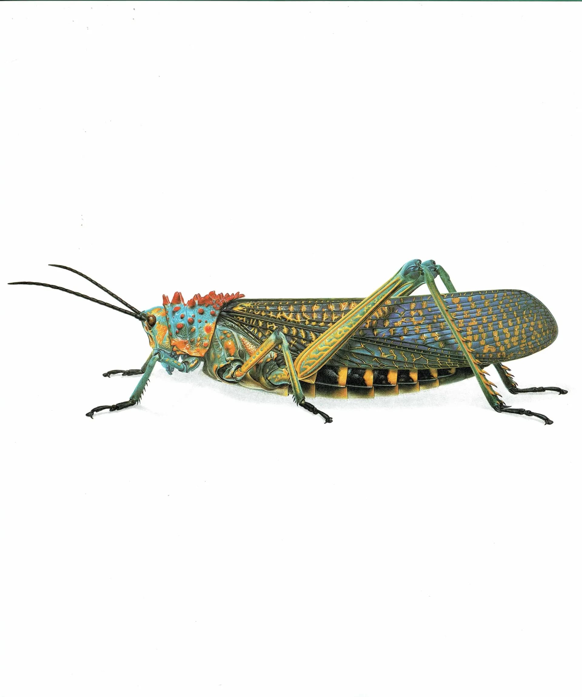 1986 Grasshopper Phymateus Saxosus Print - Durin Bernard Les Insectes - Scientific Illustration- Coquerel Entomology - 11 x 13 in