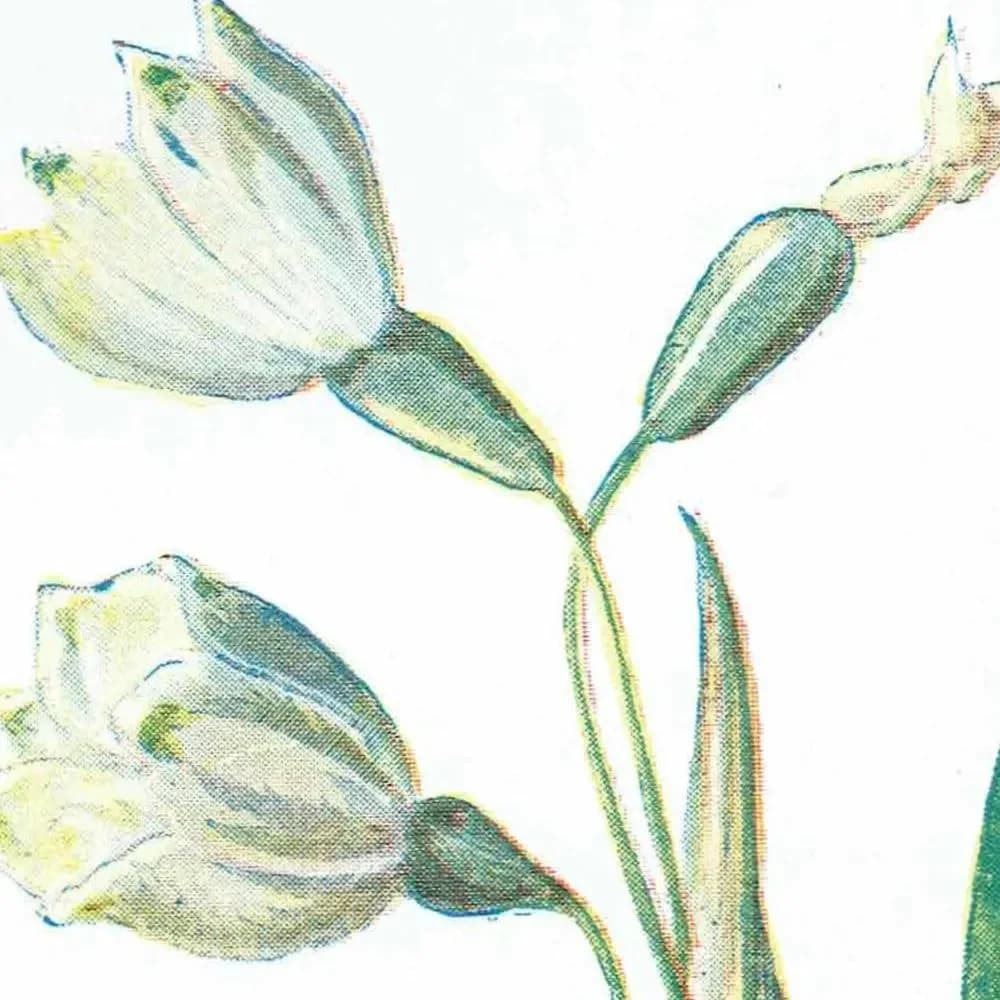 1910s Snowdrop & Snowflake Evergreen Original Antique Print By Hulme - Winter Botanical Wildflower Christmas Decor - 4.75 x 7.25 in