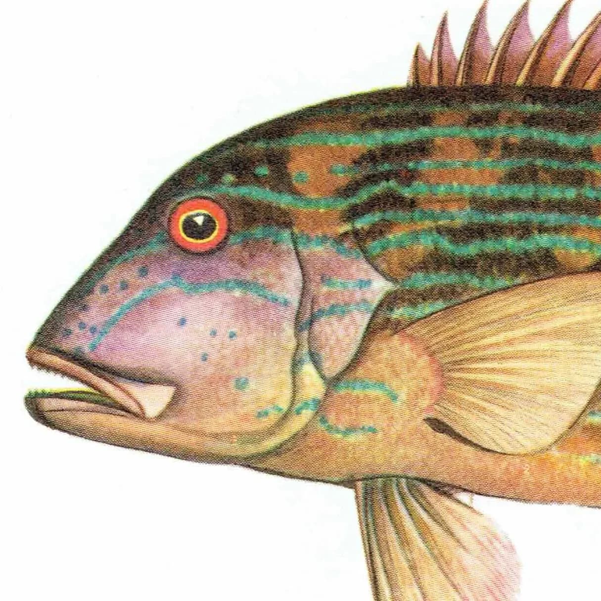 1964 Chinaman-fish Adult & Juvenile - Original Vintage Print By Coates - Great Barrier Reef Fish Science Study - 7 x 9 in