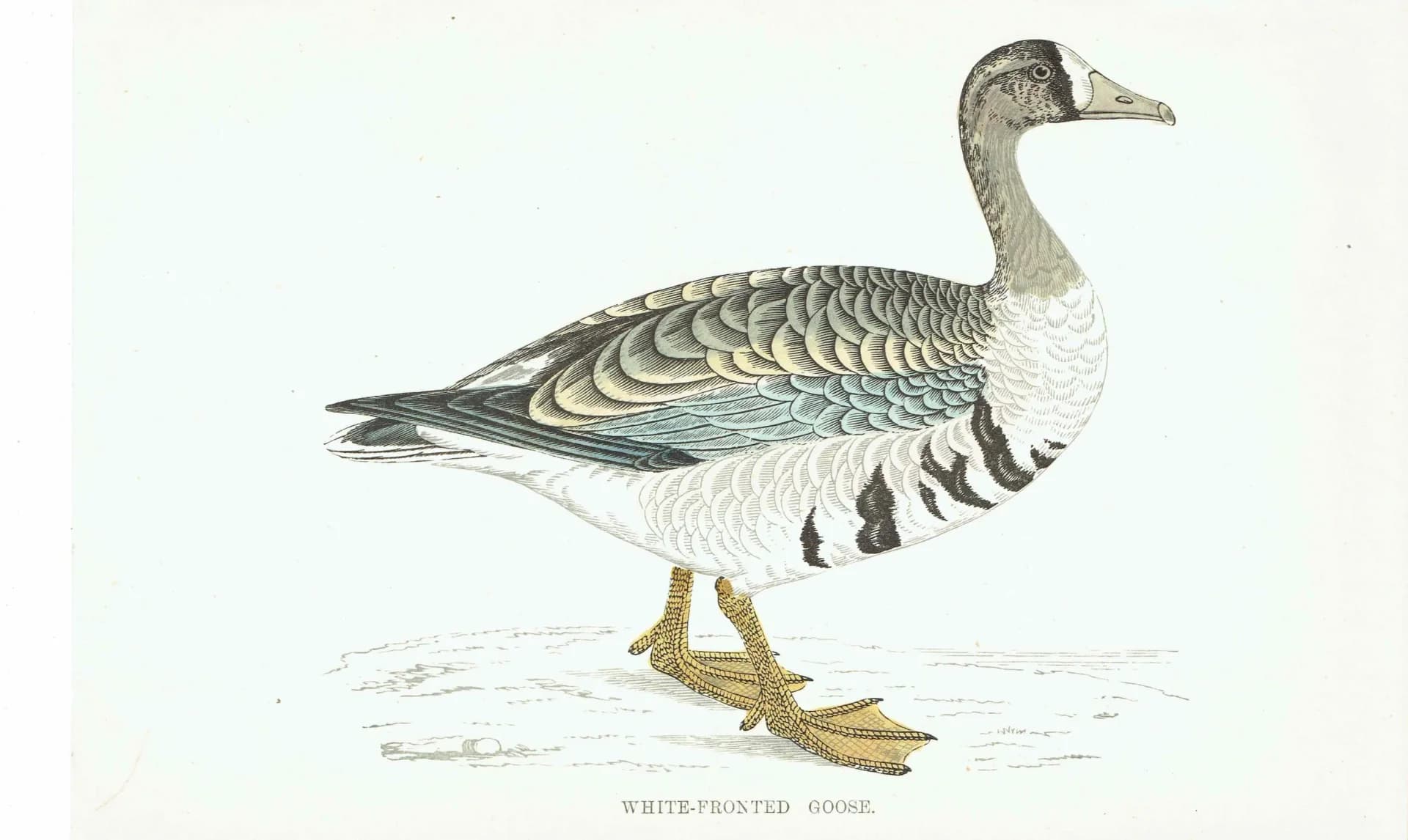 c.1863 White-Fronted Goose - Antique Print from Morris History of British Birds Ornithology Wildfowl Art - 7.25 x 4.75 in