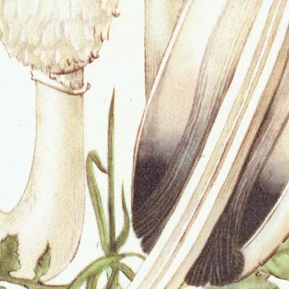 Vintage 1943 Mushroom Print – Shaggy Ink Cap & Penny Bun Botanical Illustration
