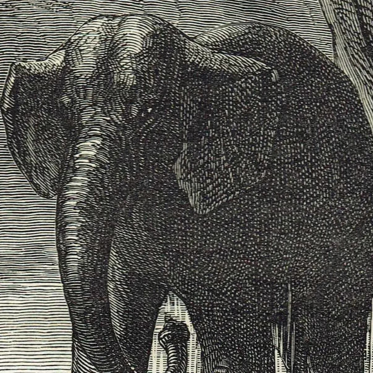 1875 Female Elephant Protecting Her Young - Antique Engraving - Illustrated Travels Vol 6 Bates Victorian Wildlife - 8 x 11.5 in