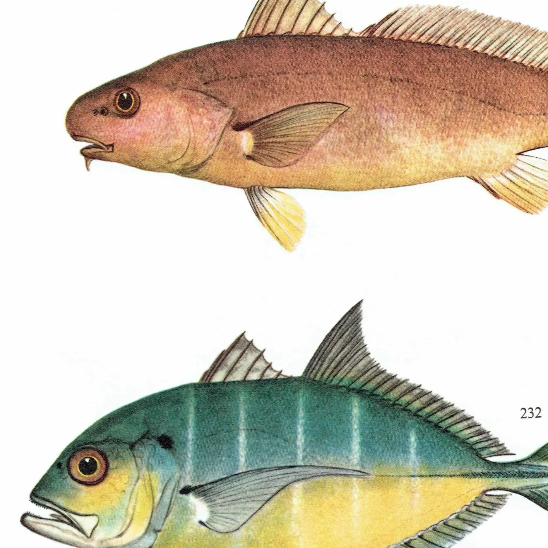 1964 Pikey Bream & Great Trevally - Original Vintage Print By Coates - Great Barrier Reef Fish Study Marshall - 7 x 9 in