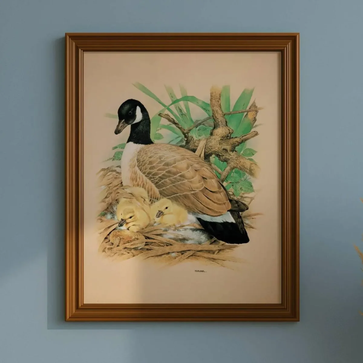 1981 Canada Goose Goslings Nest Original Vintage Print - Maurice Pledger Wildlife Art - Game Birds Book Illustration - 11.5 x 16.5 in