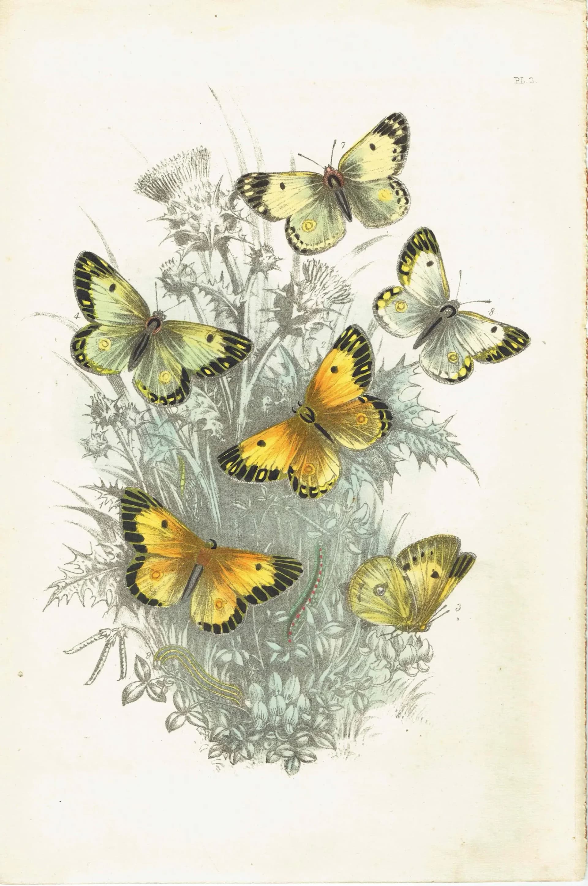 1859 Clouded Yellow & Pale Clouded Yellow Butterflies - Hand-Coloured Lithograph by Henry Noel Humphreys, Plate II - 7 x 10.4 in