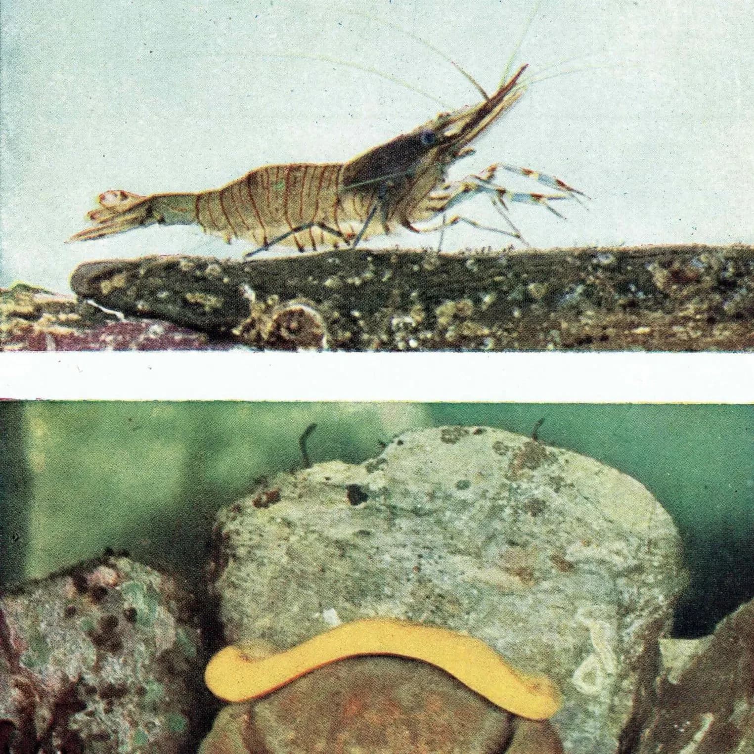 1959 Devonshire Cup-Corals Marine Photography Print - Common Prawn Sponge Crab - Underwater Sea Life Photography 5 x 8.25 in