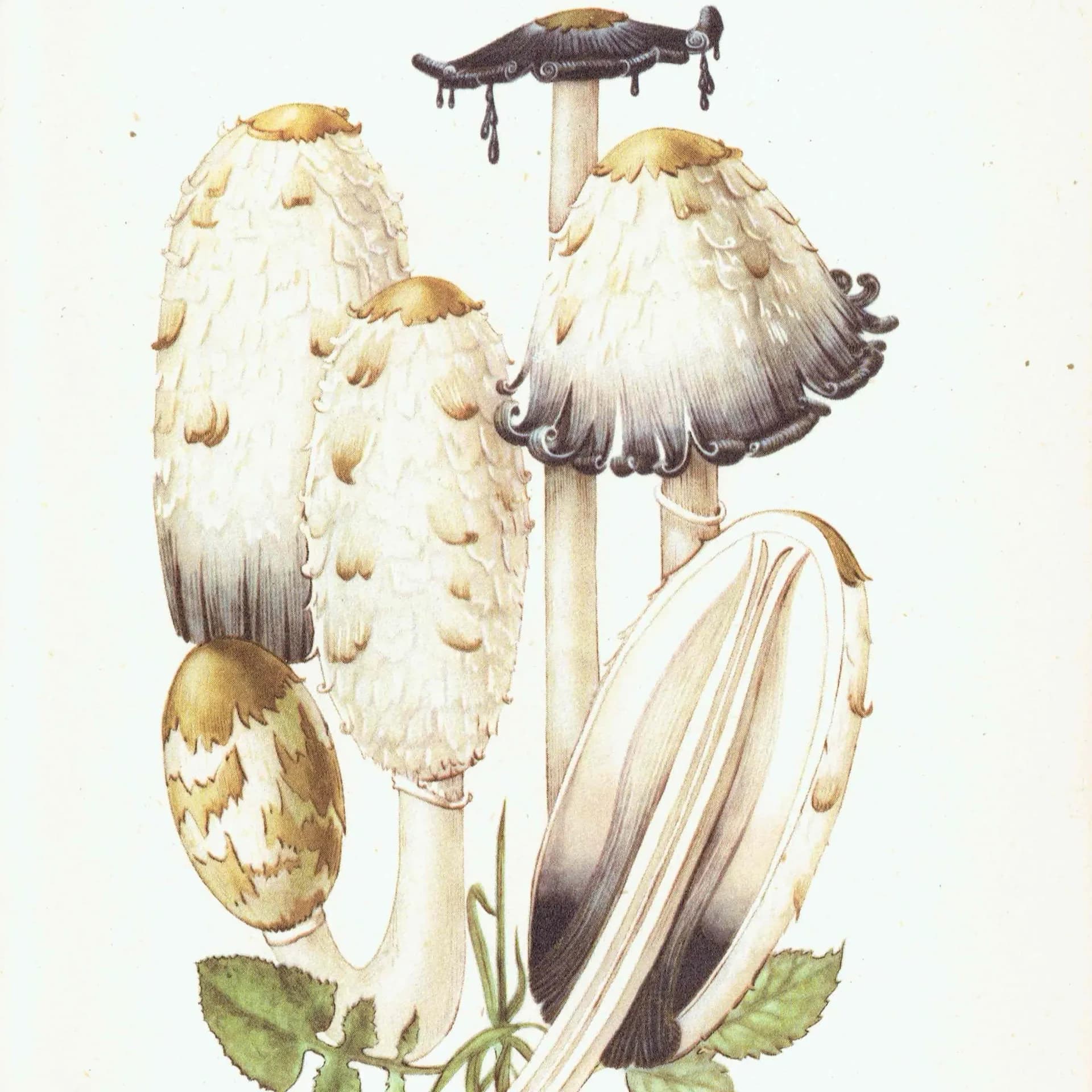 Vintage 1943 Mushroom Print – Shaggy Ink Cap & Penny Bun Botanical Illustration