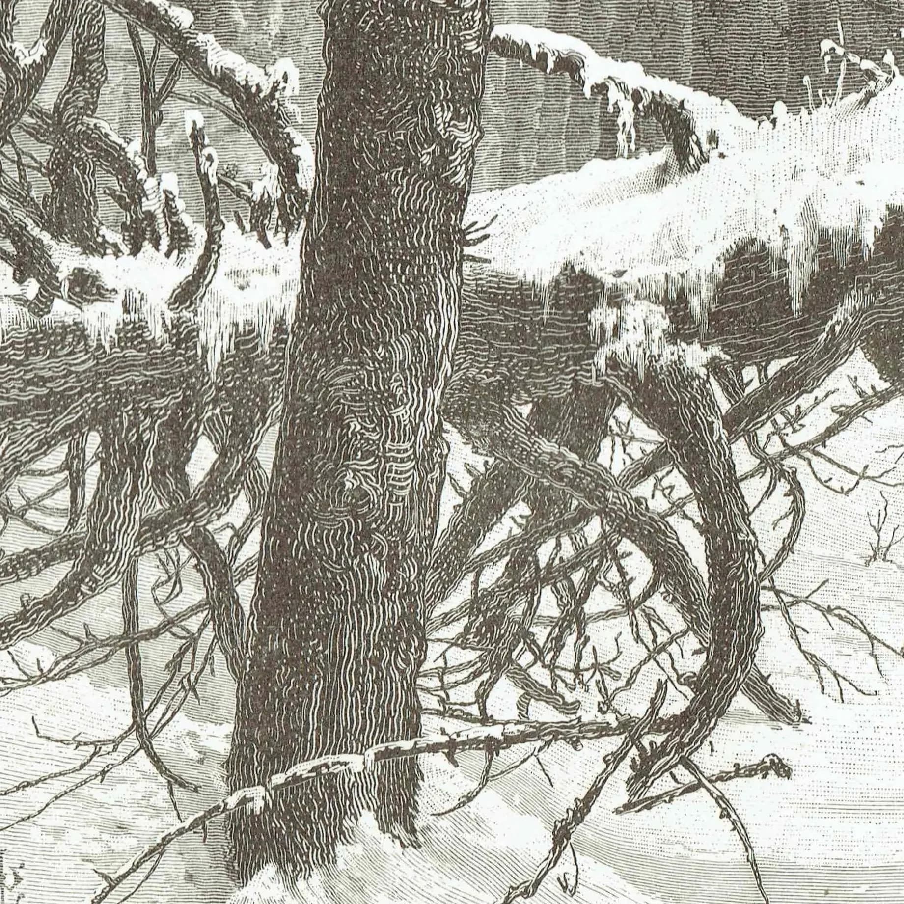 1885 Canadian Forest Path in Winter - Original Antique Engraving By Whymper - Victorian Landscape Snow Scene Travel - 10.75 x 7.25 in