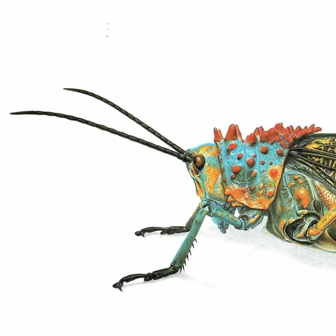 1986 Grasshopper Phymateus Saxosus Print - Durin Bernard Les Insectes - Scientific Illustration- Coquerel Entomology - 11 x 13 in