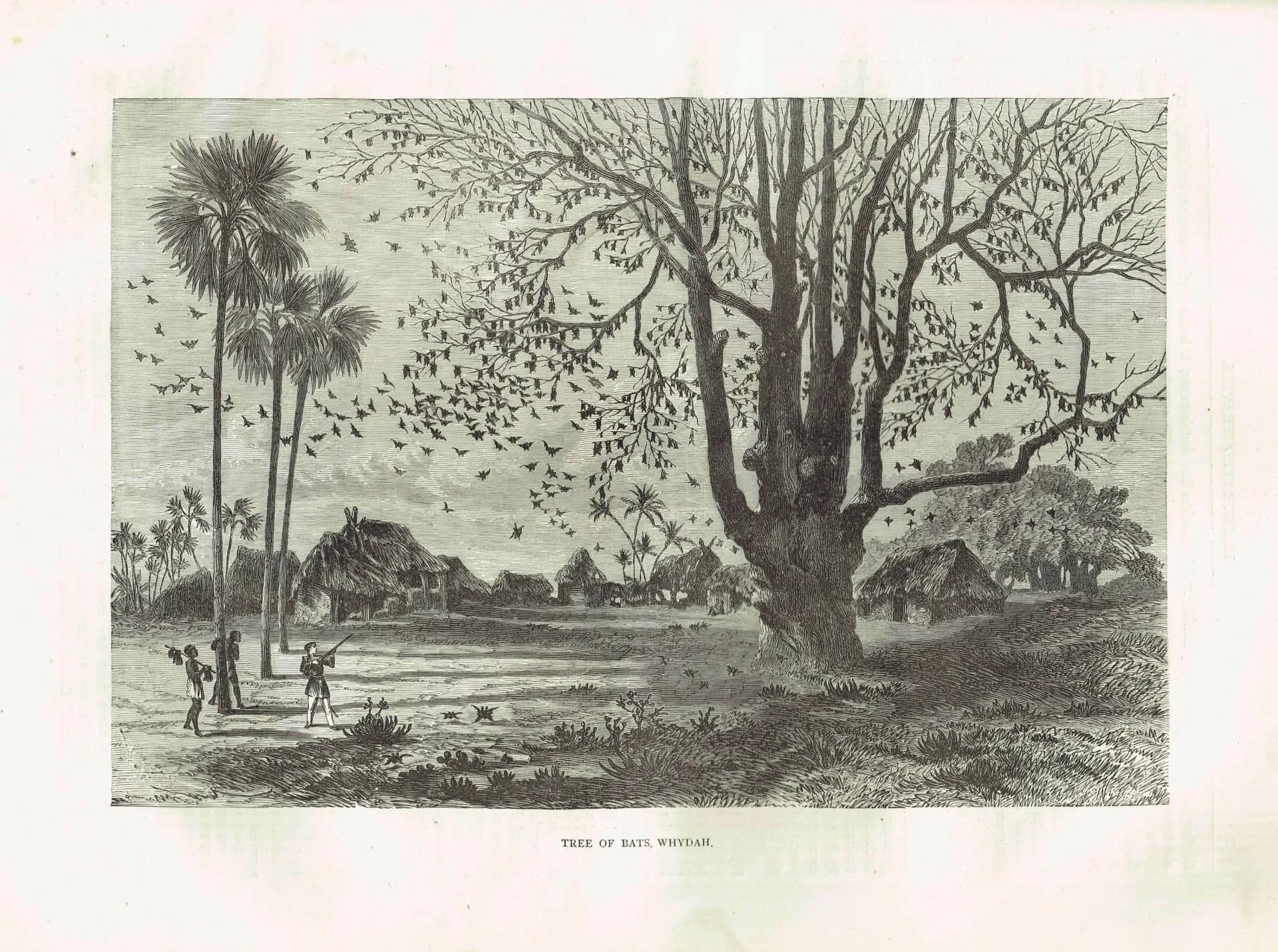 1870s Tree of Bats Whydah - Antique Print - Illustrated Travels Victorian Africa Wildlife Engraving - 11.5 x 8 in