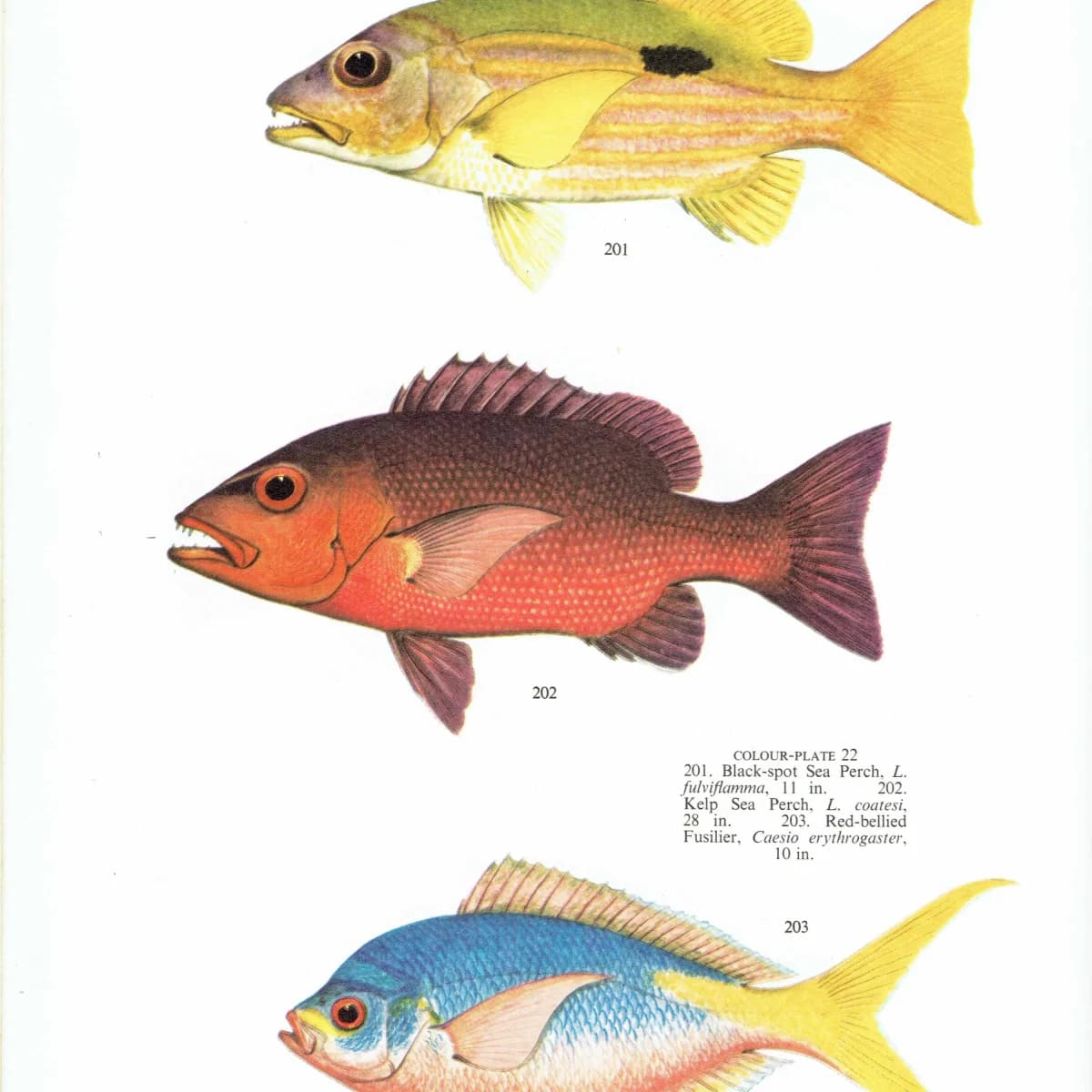 1964 Black-spot Sea Perch & Yellow-banded Hussar - Original Vintage Print By Coates - Great Barrier Reef Fish Science - 7 x 9 in