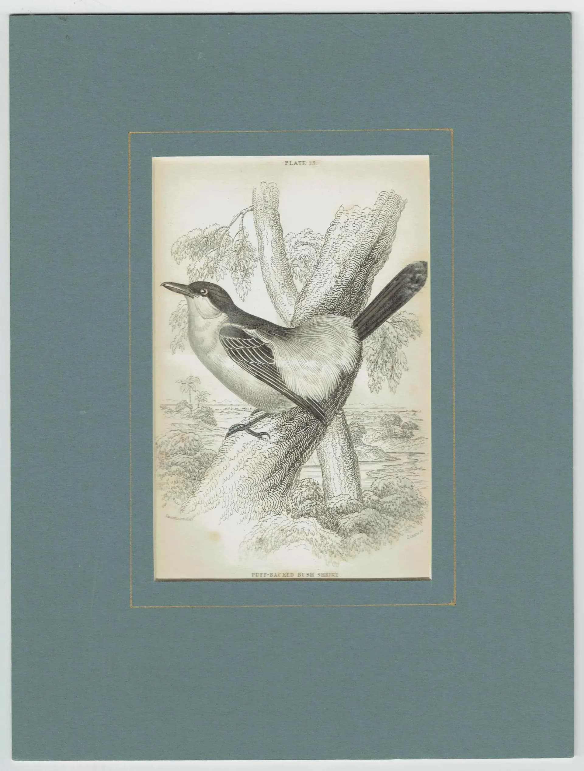 c.1837 Puff-backed Bush Shrike Print - Ornithology Bird Engraving - Lizars SC - Vintage Natural History Art - 4.25 x 6.25 in