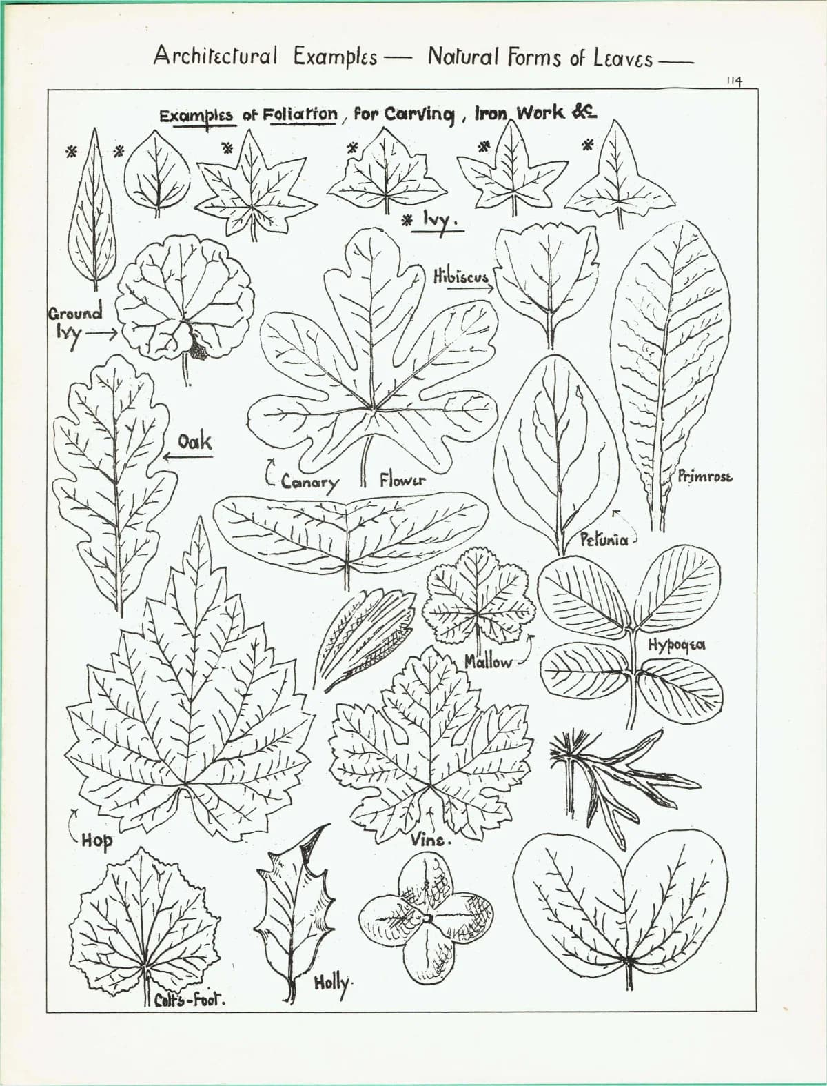 1898 Architectural Leaf Studies Print - Ivy, Oak, Holly, Mallow, Vine & Decorative Botanical Motifs - Antique Design Plate - 8 x 10.75 in