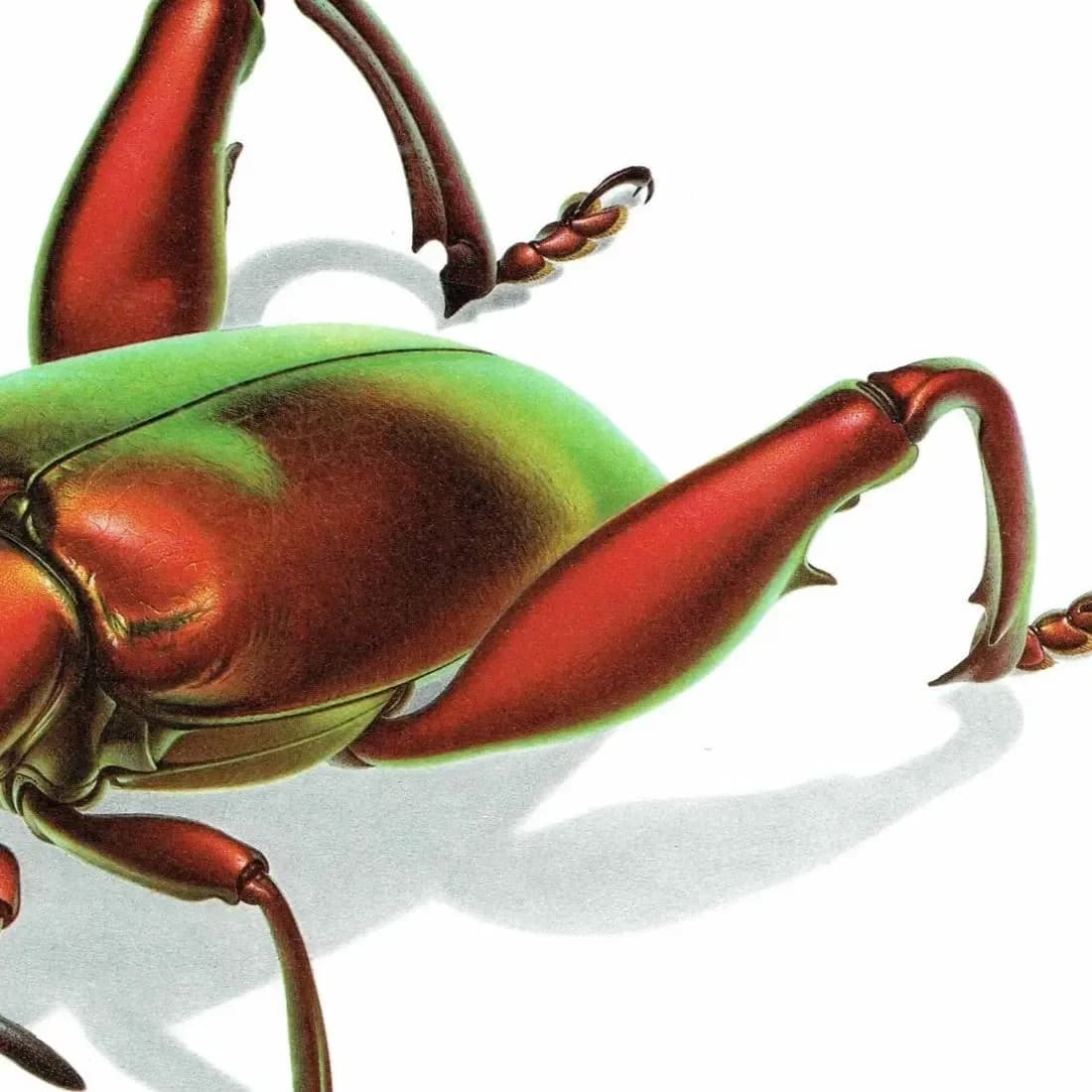 1986 Frog-Legged Leaf Beetle Sagra Femorata Print - Durin Bernard Les Insectes Scientific Illustration - Drury Entomology - 11 x 13 in