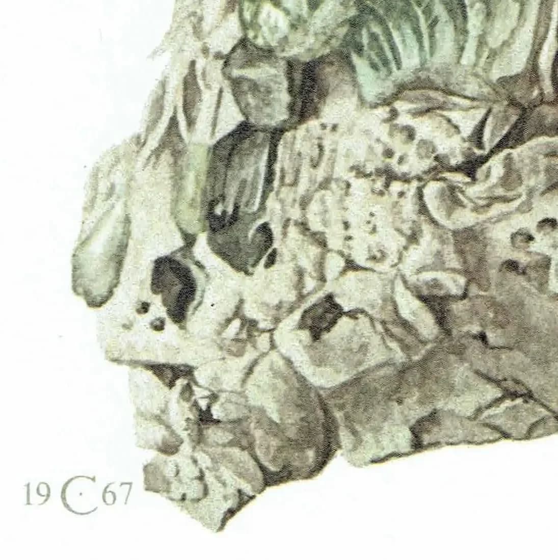 1969 Tremolite Crystal - Original Vintage Print By Caspari - Mineral Study Scientific Natural History Geology Art - 7.5 x 10.5 in