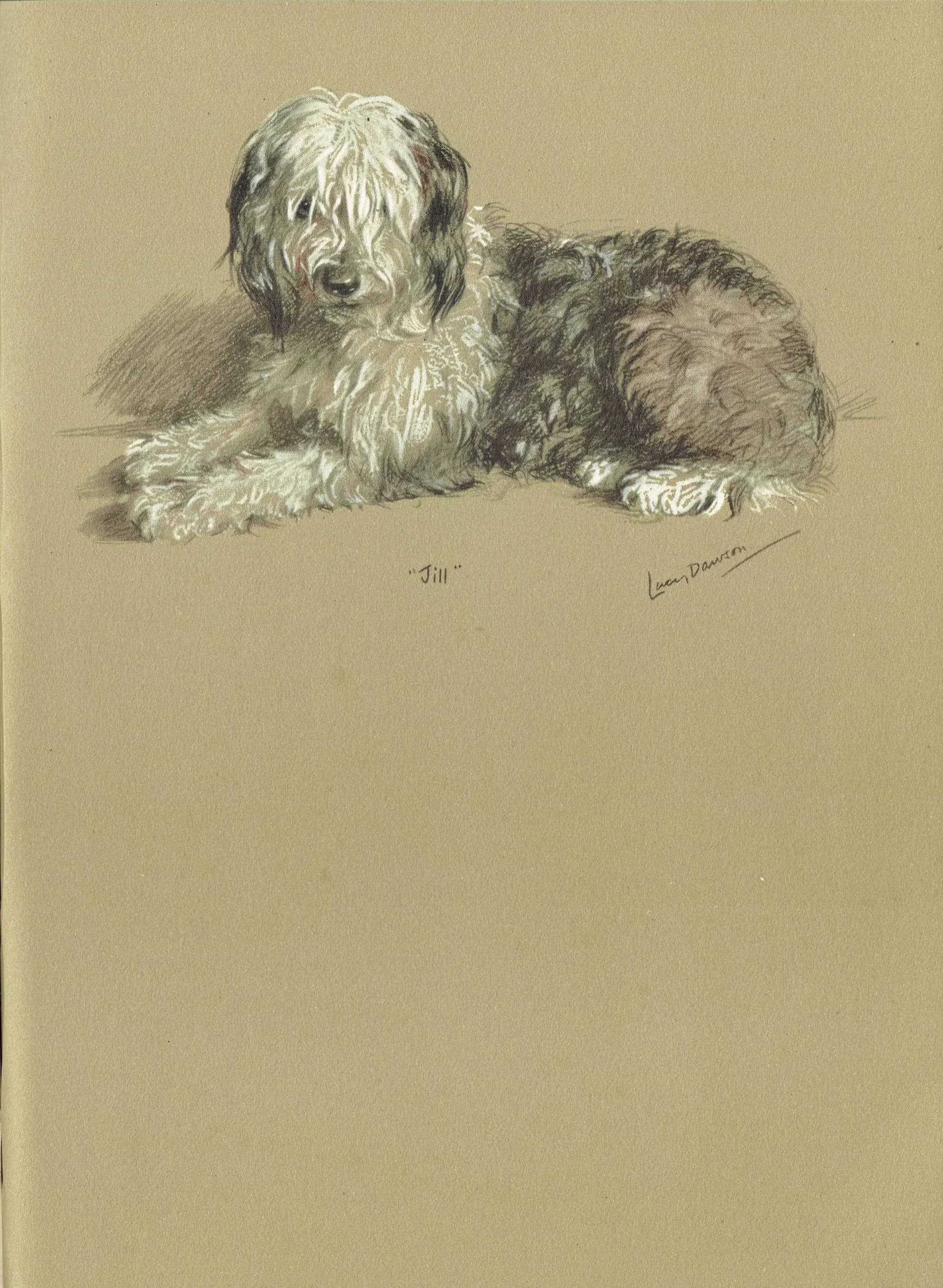 1946 Old English Sheepdog "Jill" - Original Vintage Print By Dawson - Dog Portrait Pet Art Neighbours Book - 7 x 9.5 in