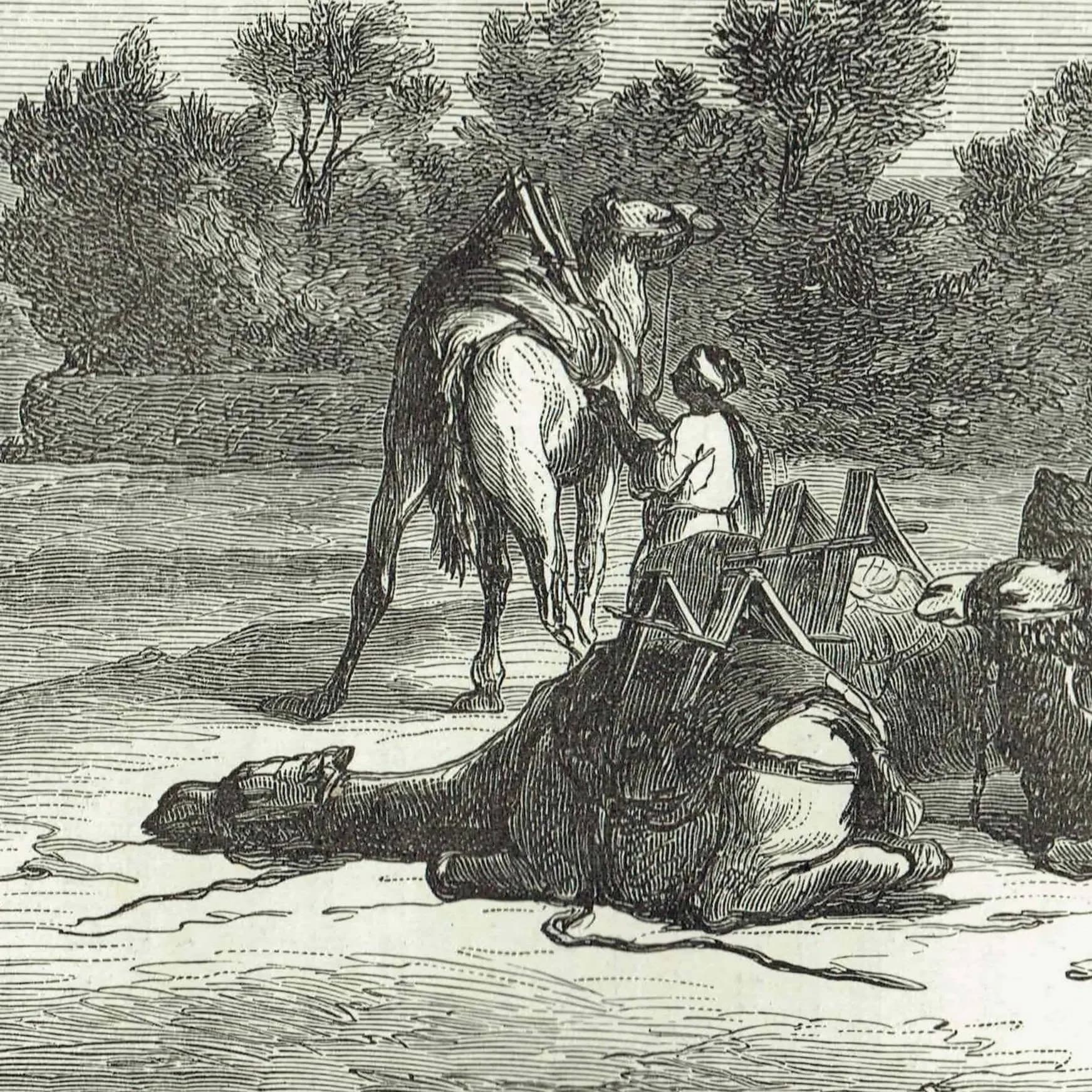 1871 Fountain of Moses Near Suez - Antique Engraving - Illustrated Travels Egypt Camel Desert Scene - 11.5 x 8 in