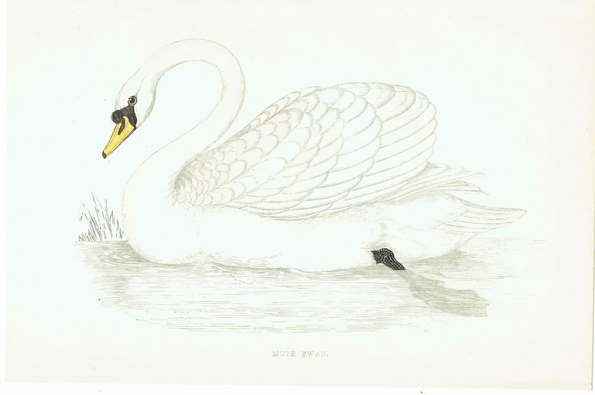 1863 - c.1863 Mute Swan - Original Antique Hand-Coloured Engraving By Morris - History of British Birds Victorian Wildlife - 7.25 x 4.75 in