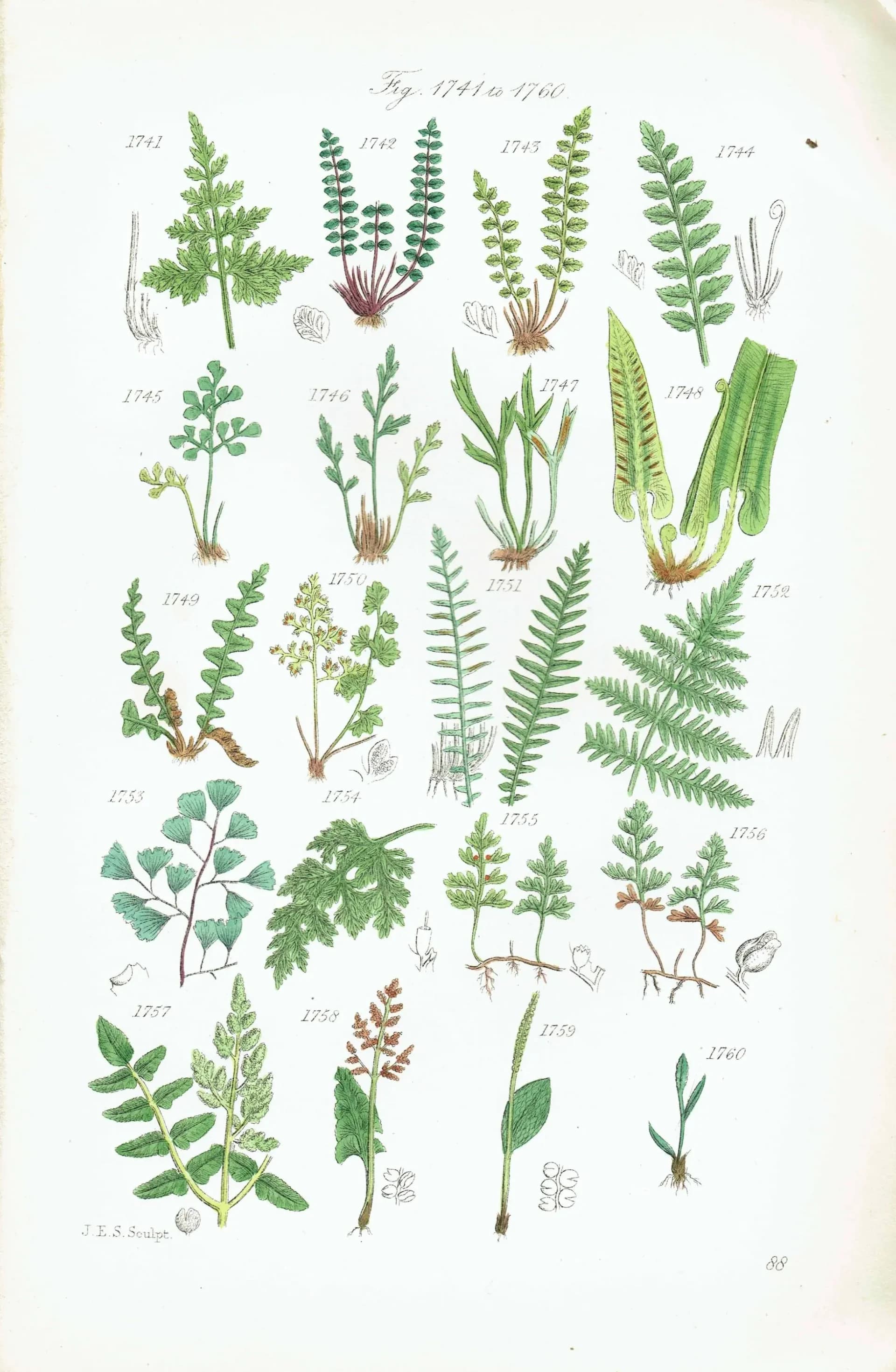 1910 British Ferns Maidenhair Bracken - Original Antique Print By Sowerby - Victorian Botanical Study Natural History - 6.25 x 9.5 in