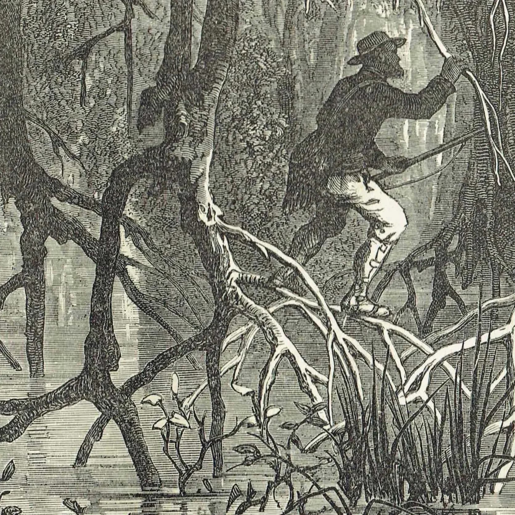 1875 Swamp Chase Scene - Antique Engraving By Bates - Illustrated Travels Vol 6 Victorian Mangrove Swamp Scene - 11.5 x 8 in