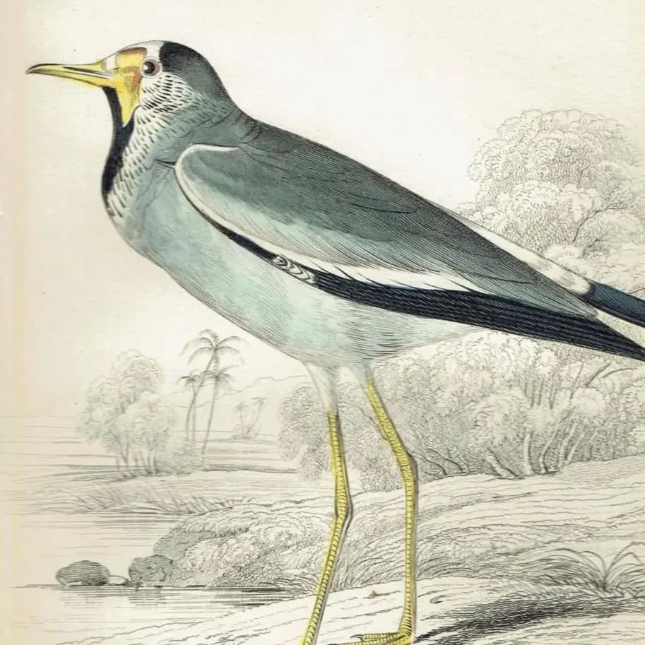 1837 Striped-throated Lapwing Print - Ornithological Lapwing Print - Hand-Coloured Bird Illustration - 6.75 x 4 in