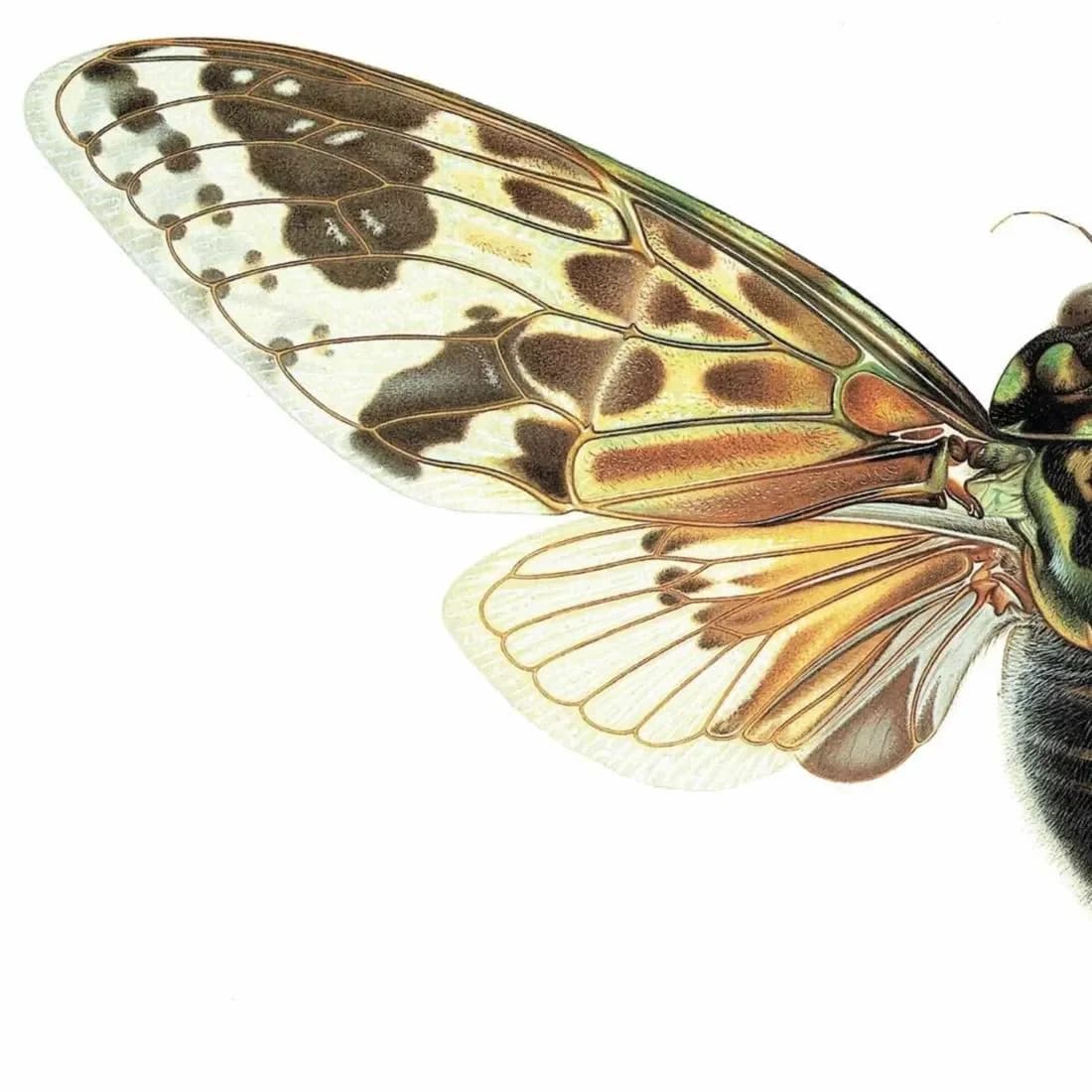 1986 Mana Cicada Pycna Antinoirii Print - Durin Bernard Scientific Illustration - Lethierry Entomology - 11 x 13 in