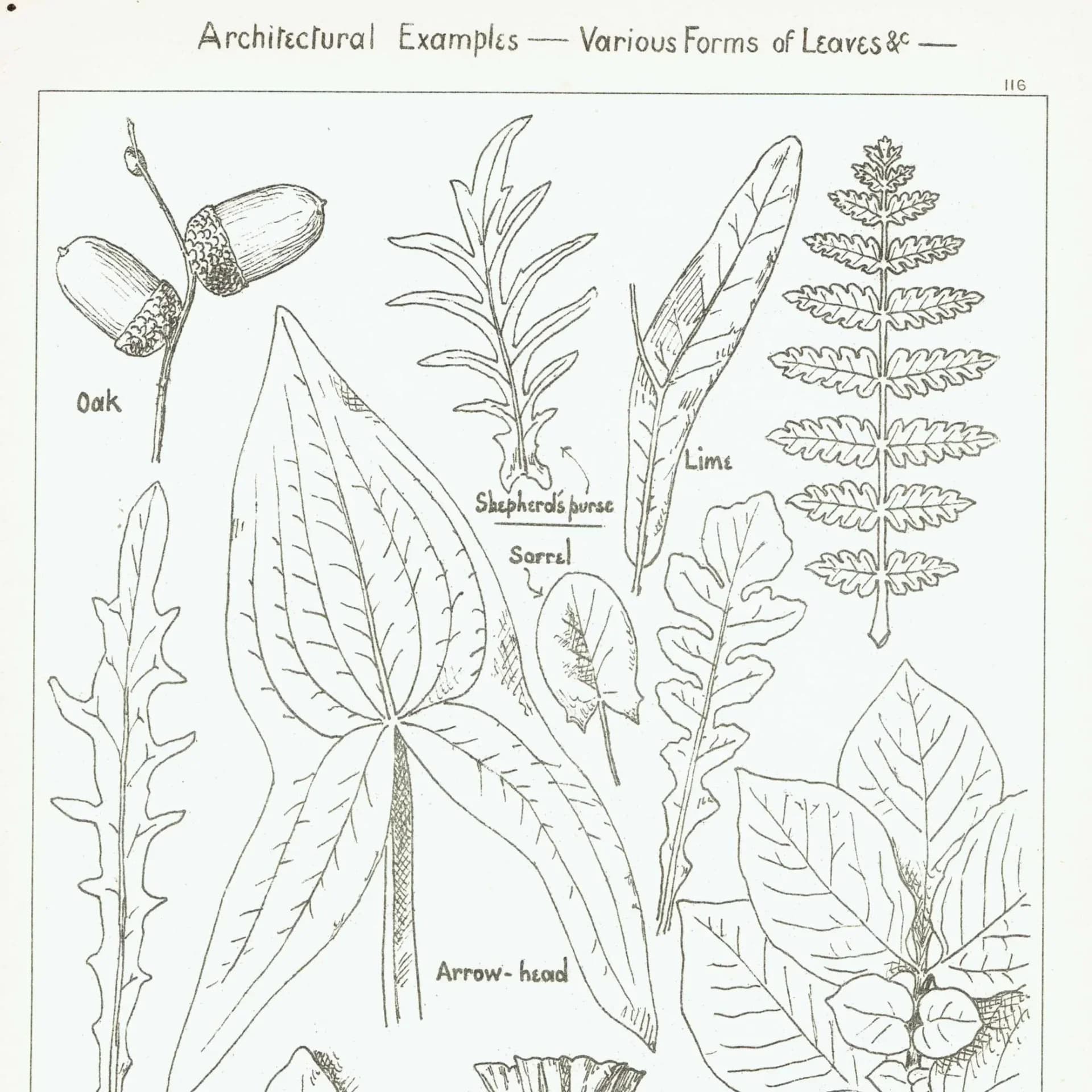 1898 Architectural Leaf Studies Print - Oak, Lime, Potato, Sorrel & Decorative Foliage Engraving - Antique Design Plate - 8 x 10.75 in