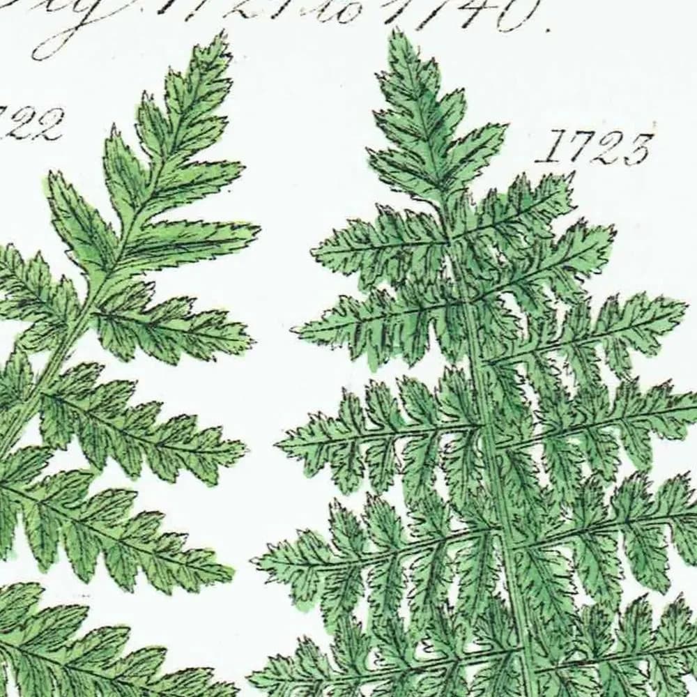 1910 British Ferns Cystopteris - Original Antique Print By Sowerby - Victorian Botanical Study Natural History Plate - 6.25 x 9.5 in