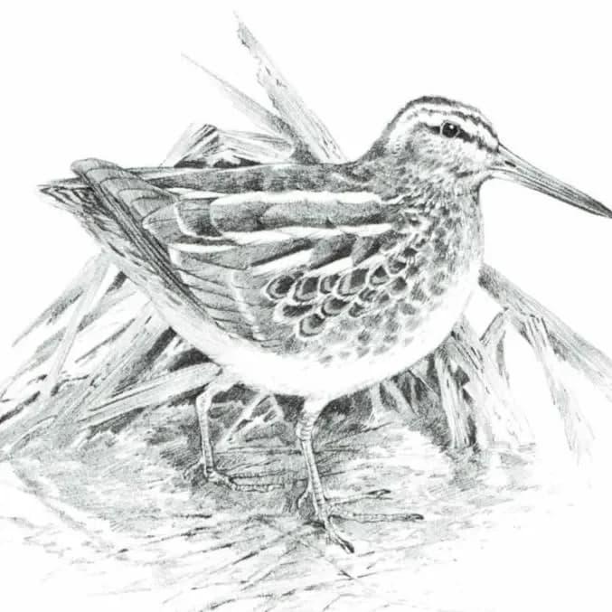 1981 Jack Snipe Game Birds Print -Maurice Pledger - Vintage Wildlife Art - Ornithology 11.5 x 16.5 in