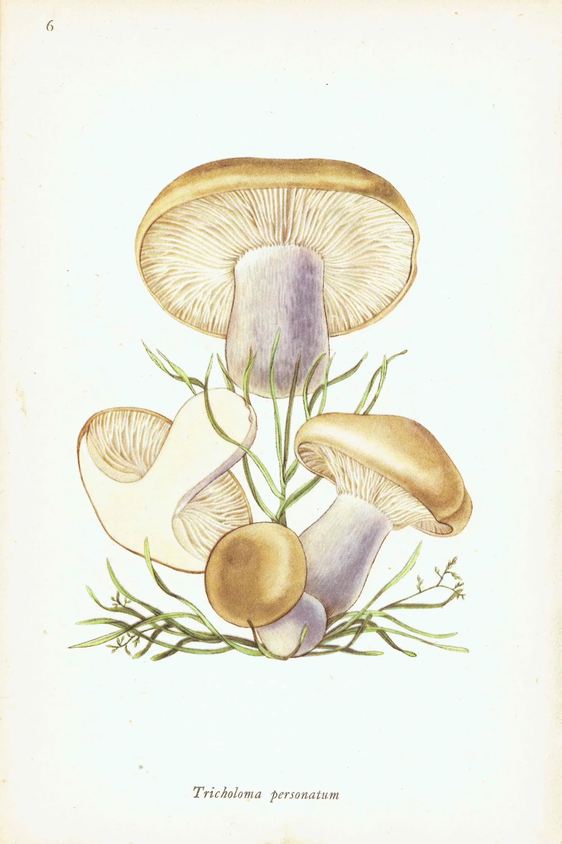Vintage Mushroom Print - Wood Blewit & St George's, 1943 Botanical Illustration