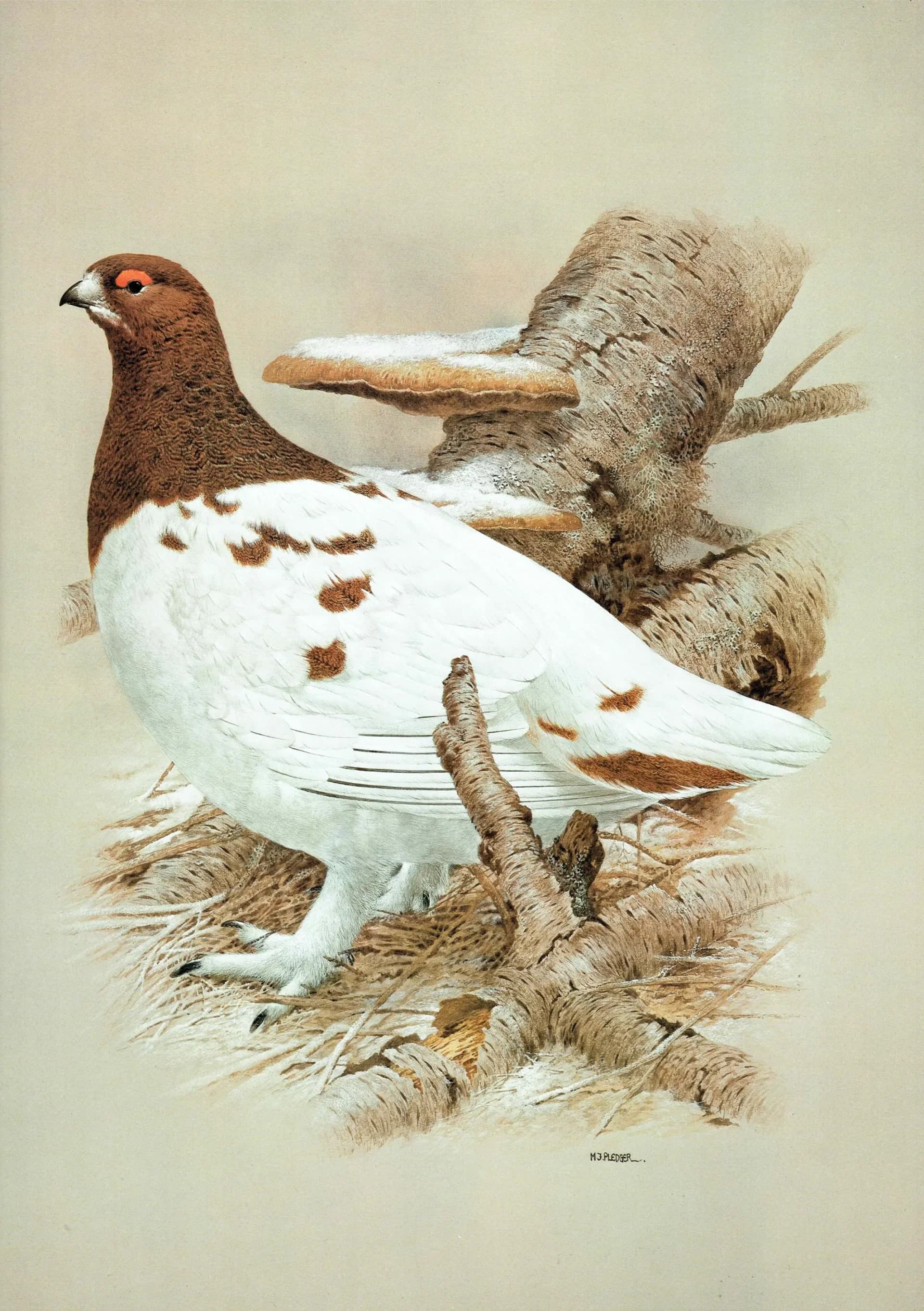 1981 Willow Grouse in Autumn Plumage - Maurice Pledger Game Birds - Original Vintage Wildlife Print - 11.5 x 16.5 in