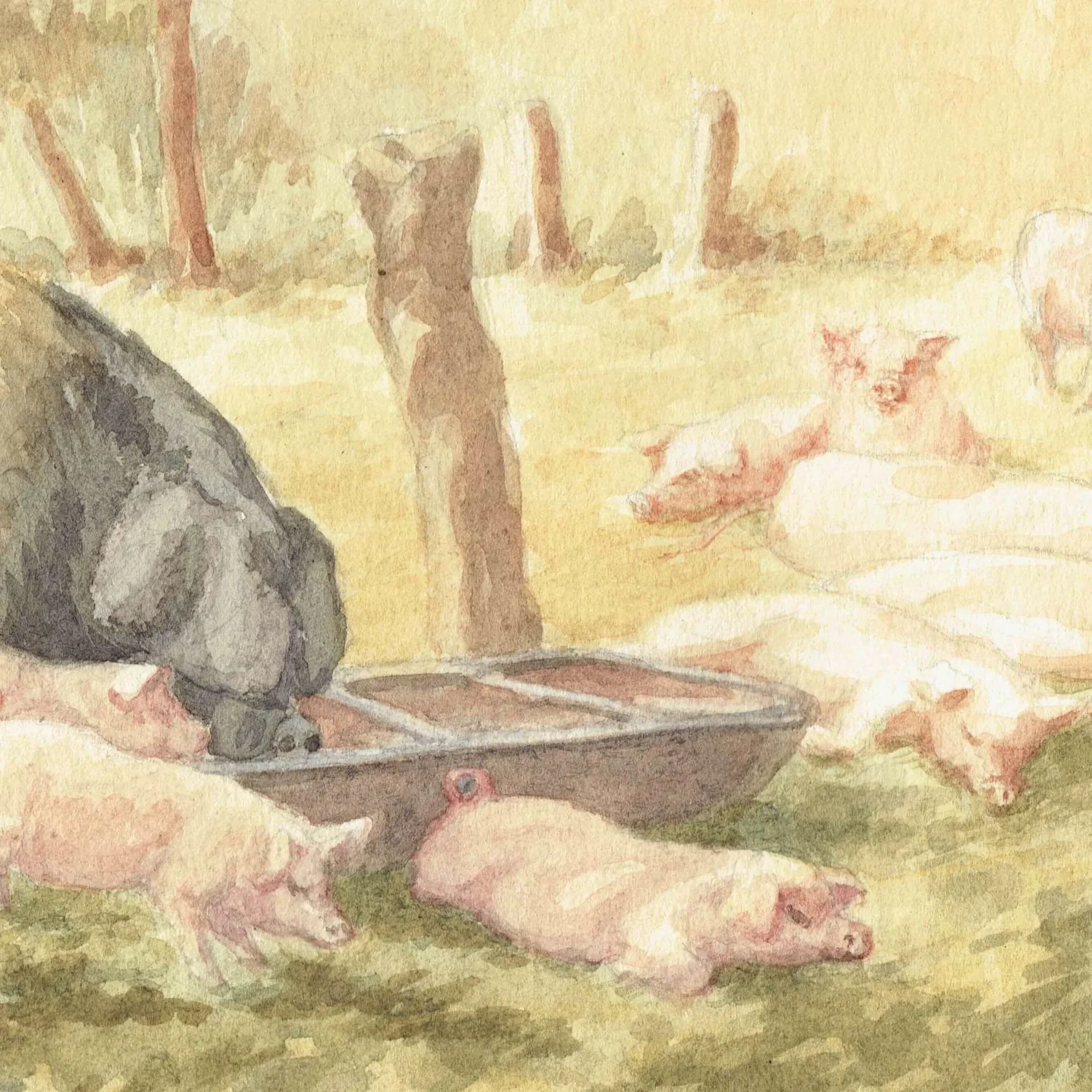 British Saddleback Sow & Piglets - Original Vintage Watercolour By Fisher - Rural Farmyard Scene Country Animal Art - 17.25 x 13.25 in