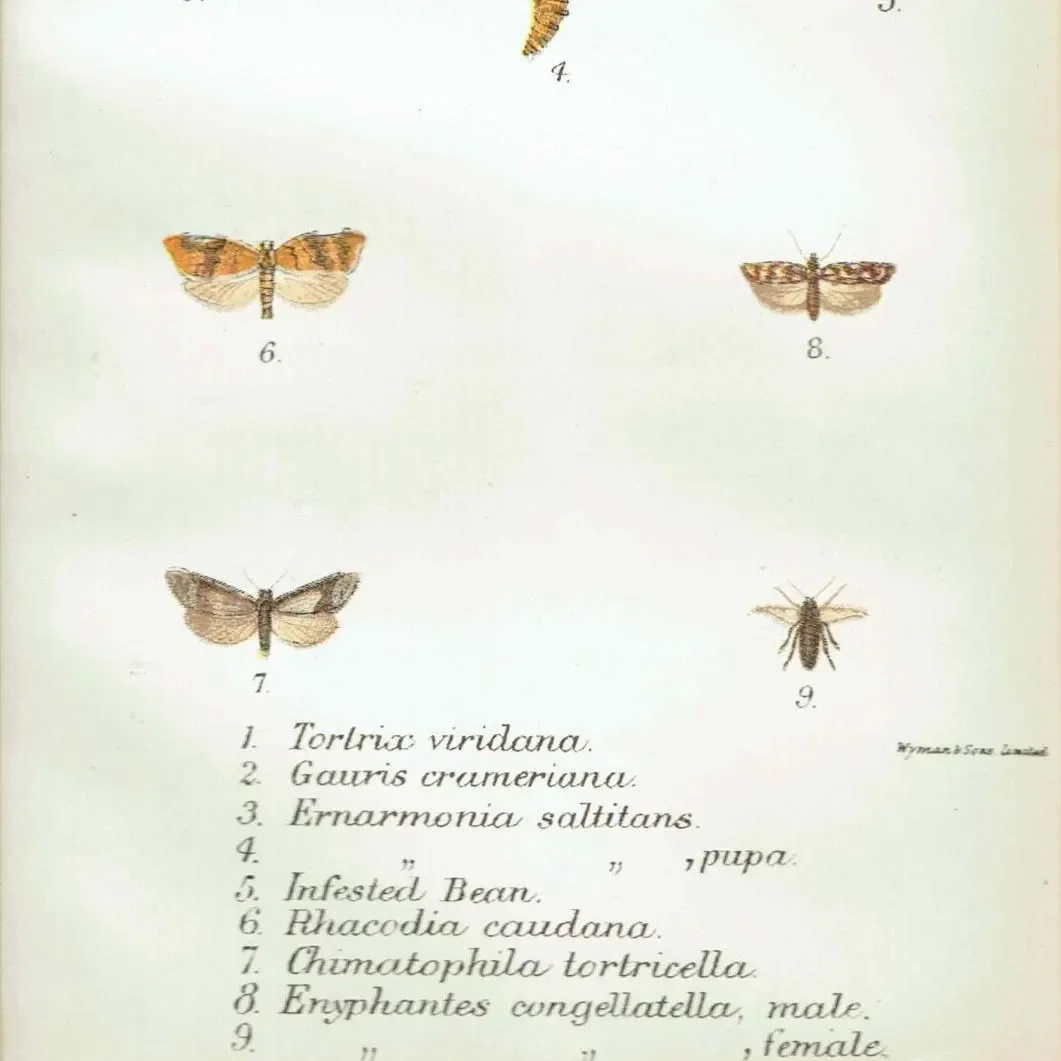 1897 Tortricid Moths Print - Hand-Colored Entomology Plate