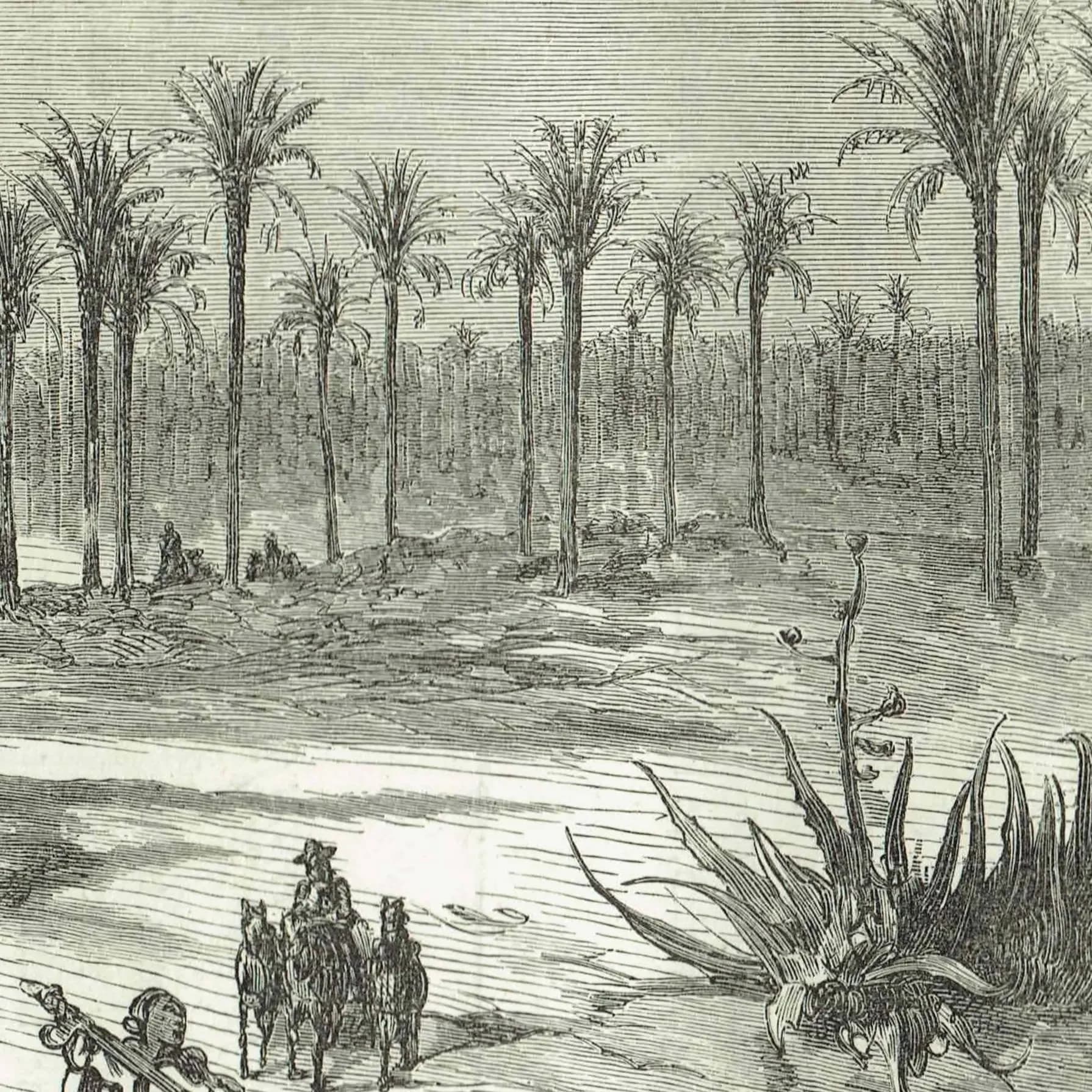 1869 Palm Groves of Elche Near Alicante - Original Antique Print - Spanish Landscape Victorian Travel Geography - 11.75 x 8.75 in