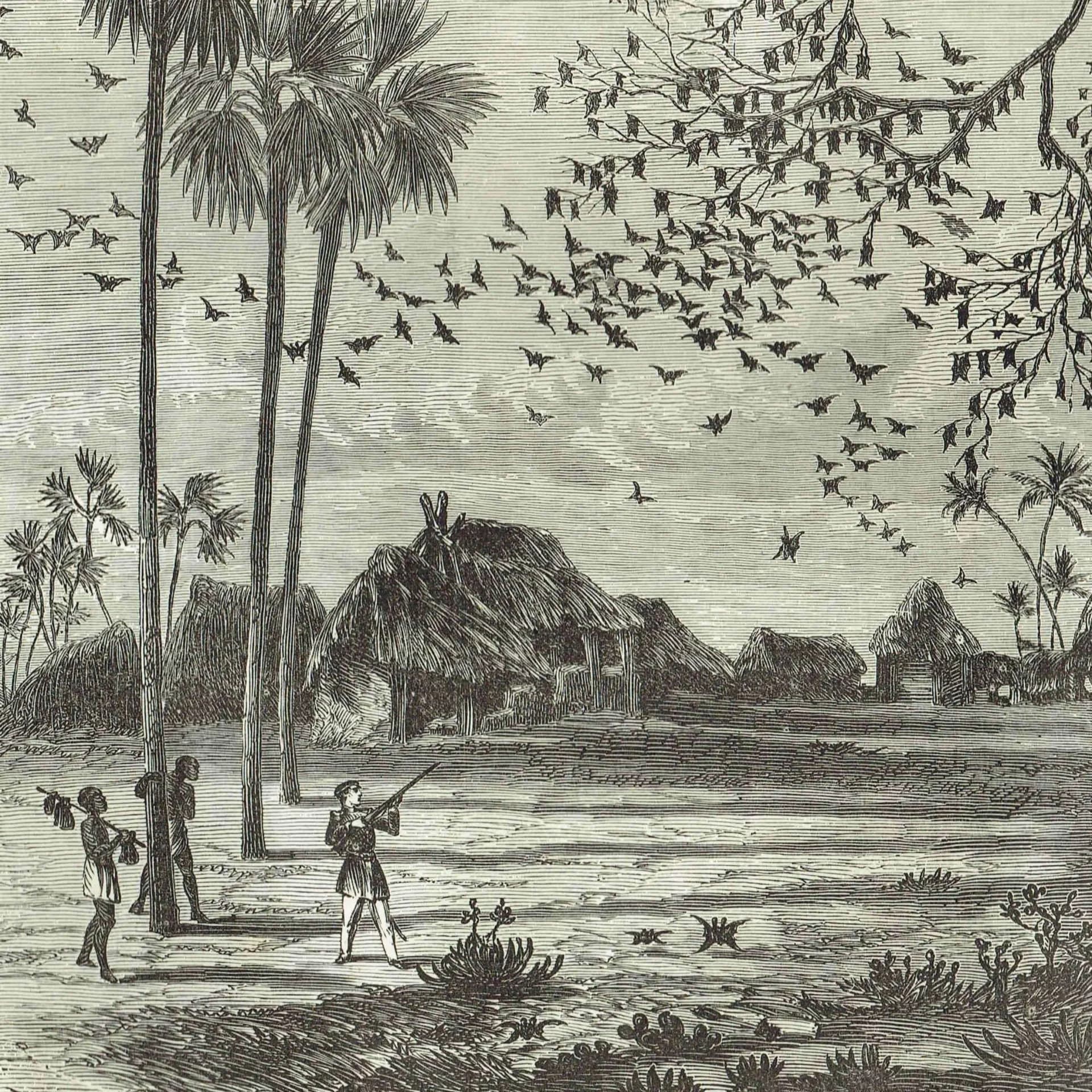 1870s Tree of Bats Whydah - Antique Print - Illustrated Travels Victorian Africa Wildlife Engraving - 11.5 x 8 in