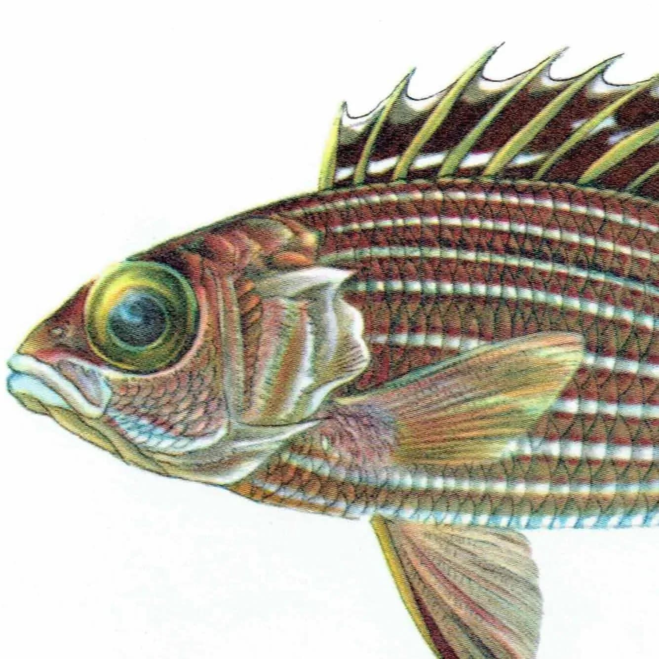 1964 Scarlet-fin Soldierfish & Rock Flag-tail - Original Vintage Print By Coates - Great Barrier Reef Marine Fish Study - 7 x 9 in