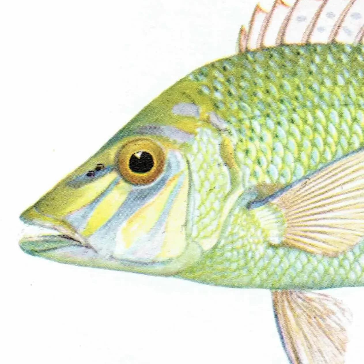 1964 Yellow-tailed Emperor & Sweet-lip Emperor - Original Vintage Print By Coates - Great Barrier Reef Fish Science - 7 x 9 in
