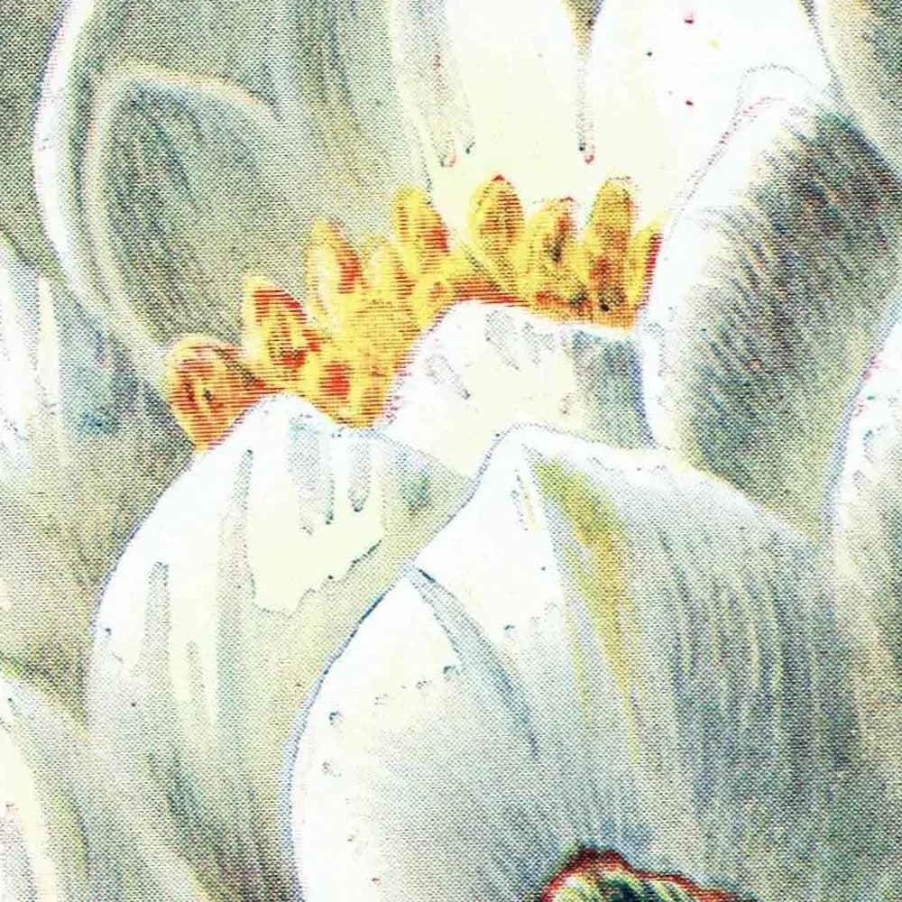 Antique White Water Lily Print – 1910s Hulme Botanical Illustration