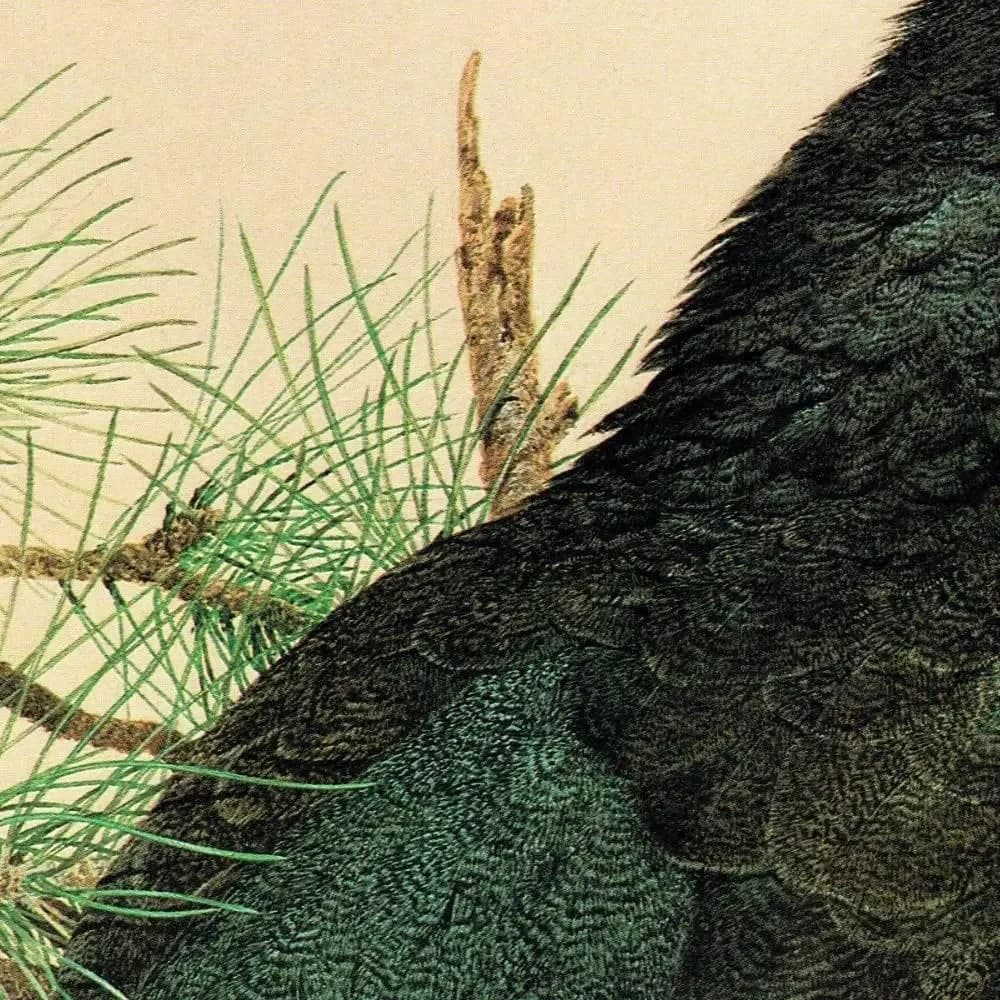 1981 Capercaillie Tetrao Urogallus - - Maurice Pledger - Original Vintage Game Bird Art Print- 11.5 x 16.5 in