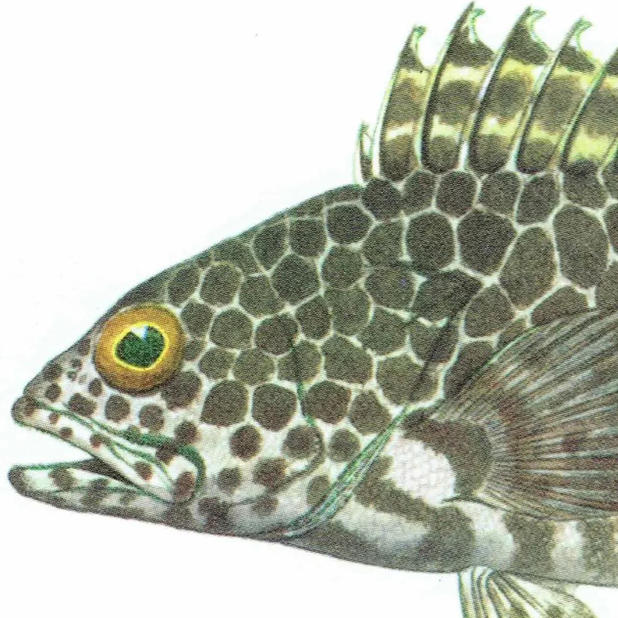 1964 Groper & Leopard-fish - Original Vintage Print By Coates - Great Barrier Reef Rock Cod Fish Science Art - 7 x 9 in