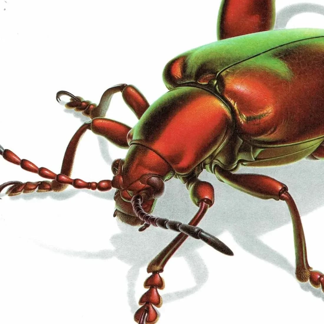 1986 Frog-Legged Leaf Beetle Sagra Femorata Print - Durin Bernard Les Insectes Scientific Illustration - Drury Entomology - 11 x 13 in