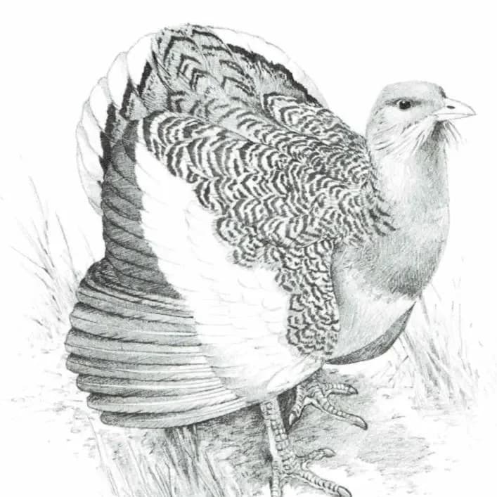 1981 Great Bustard Game Birds Print - Maurice Pledger - Vintage Wildlife Art - Ornithology - 11.5 x 16.5 in