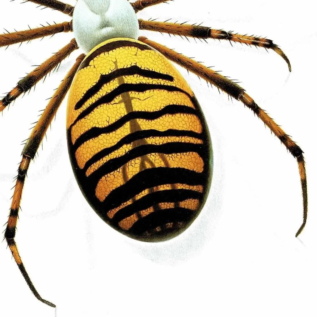 1986 Wasp Orb-Weaver Spider Argiope Bruennichii Print - Durin Bernard Les Insectes Scientific Illustration - Scopoli Entomology - 11 x 13 in