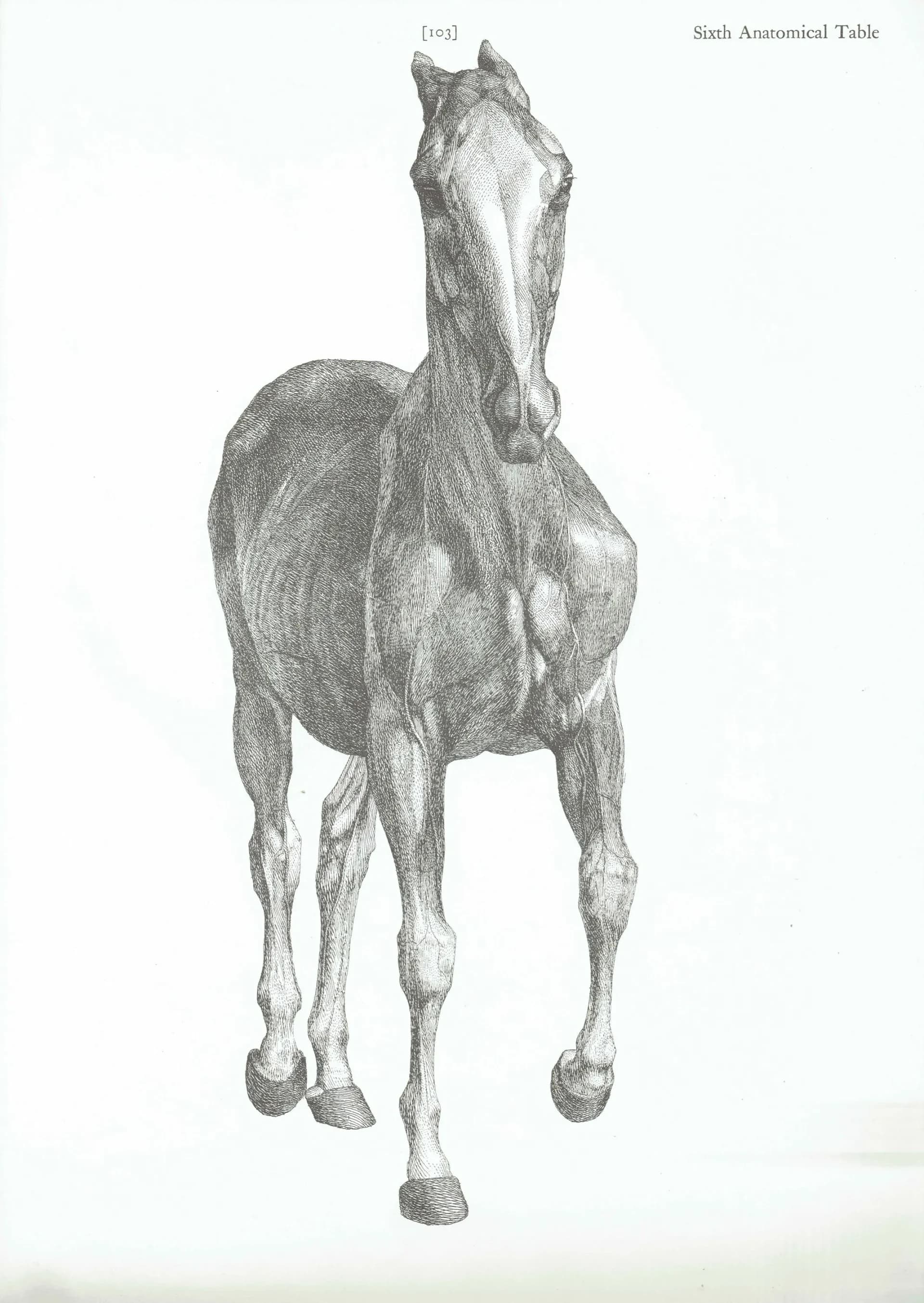 Horse Muscle Anatomy - Original 1976 Vintage Print from 1766 Stubbs Etching - Equine Scientific Study Dover Edition Zoology Art - 14 x 10 in
