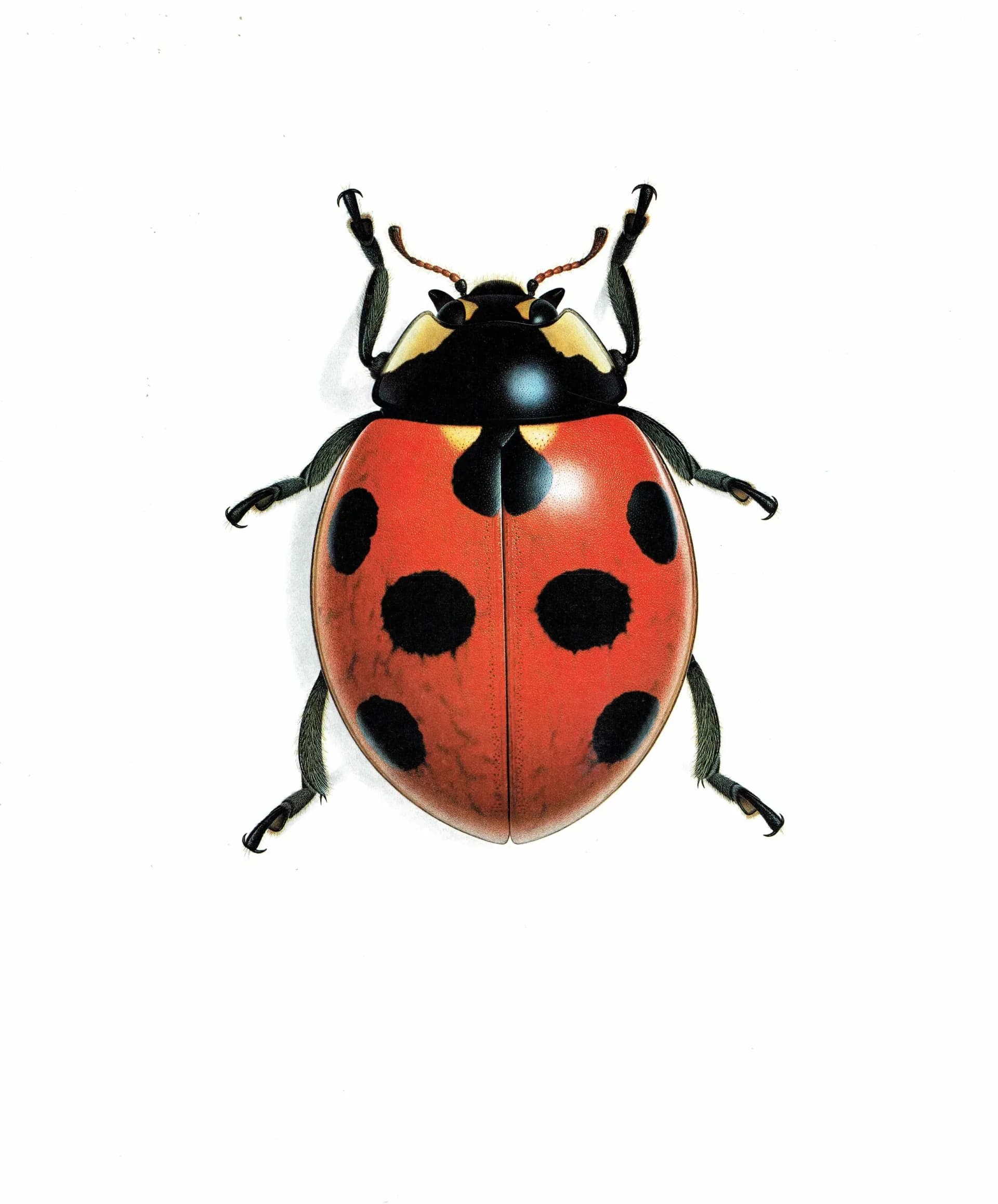 1986 Seven-Spotted Ladybird Coccinella Septempunctata Print - Durin Bernard Les Insectes - Scientific Art - Linnaeus Entomology - 11 x 13 in
