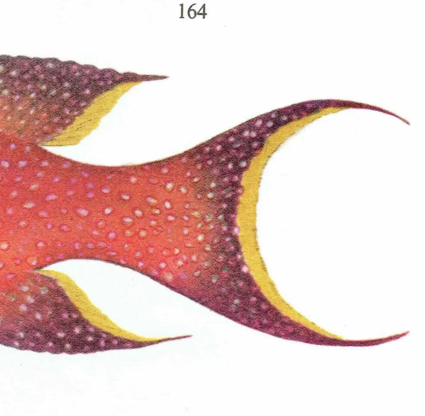 1964 Yellow Emperor & Lunar-tailed Rock Cod - Original Vintage Print By Coates - Great Barrier Reef Fish Science Art - 7 x 9 in