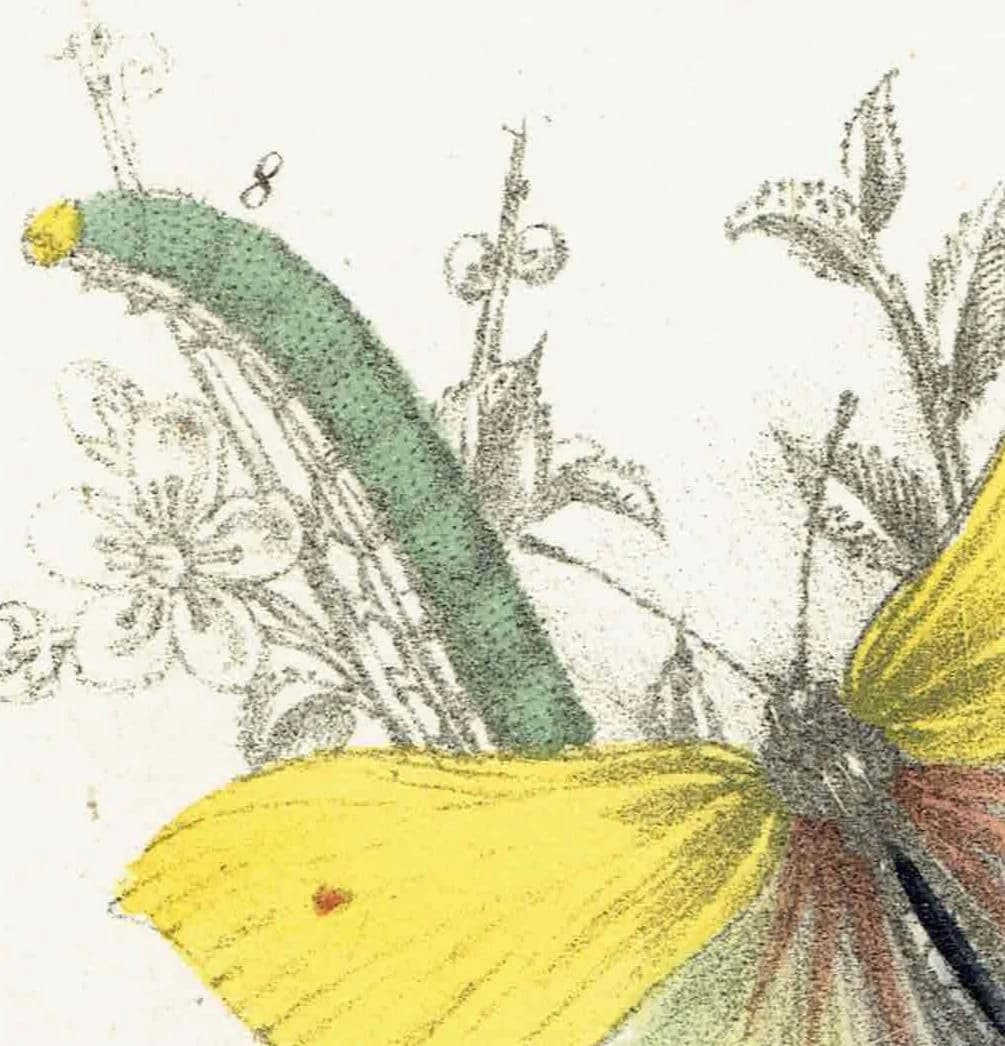 1859 Swallowtail & Brimstone Butterflies - Hand-Coloured Lithograph by Henry Noel Humphreys, Plate I - 7 x 10.4 in